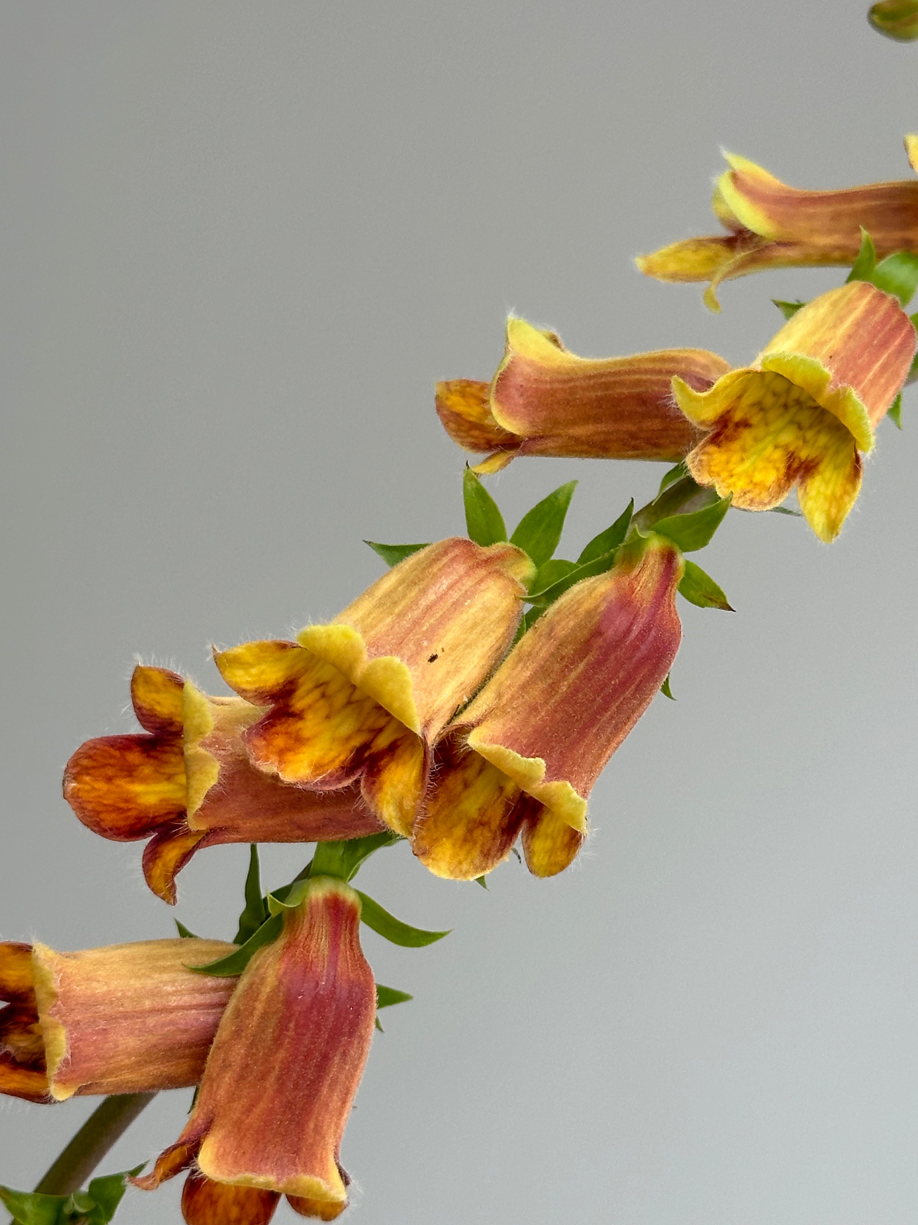 Digitalis Obscura Sunset