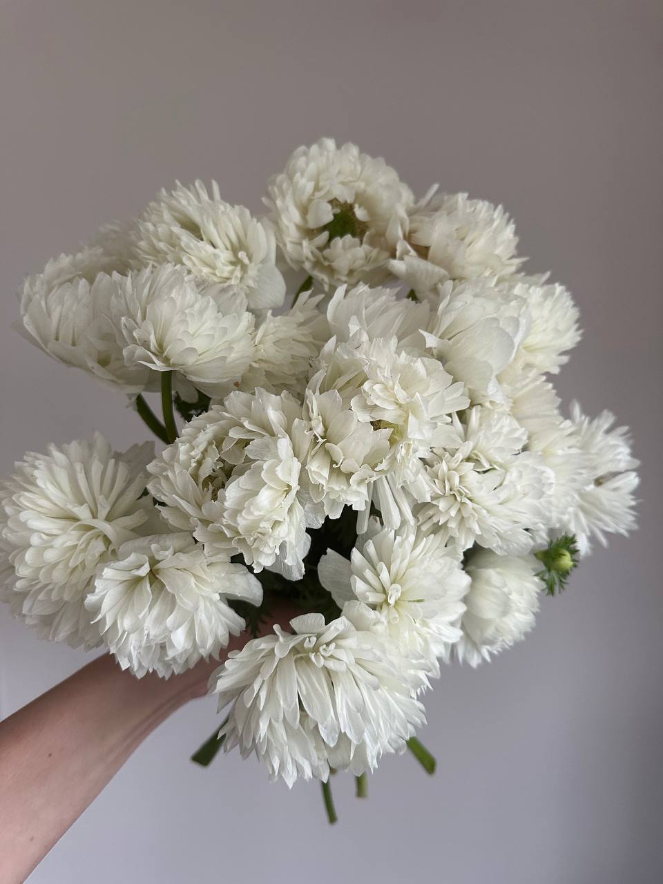 Anemone Levante Bianco