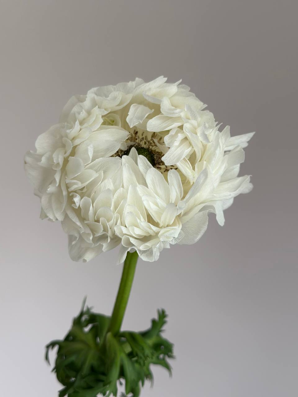 Anemone Levante Bianco