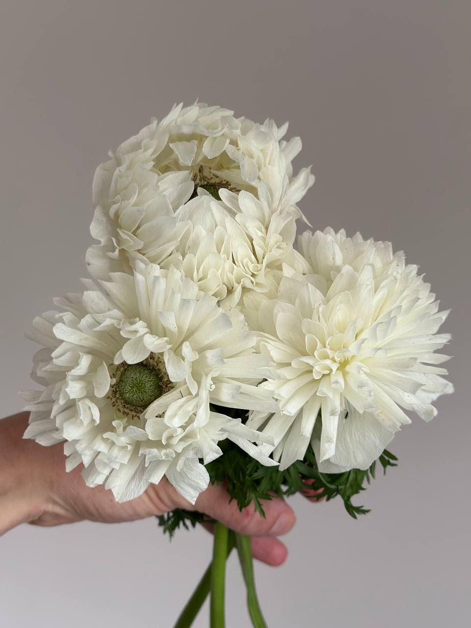Anemone Levante Bianco