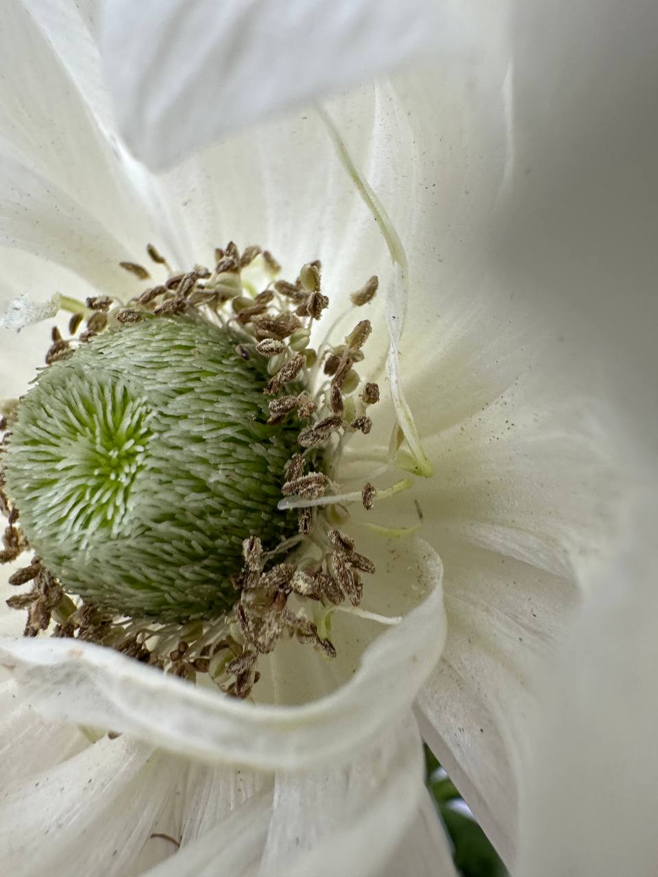 Anemone Levante Bianco