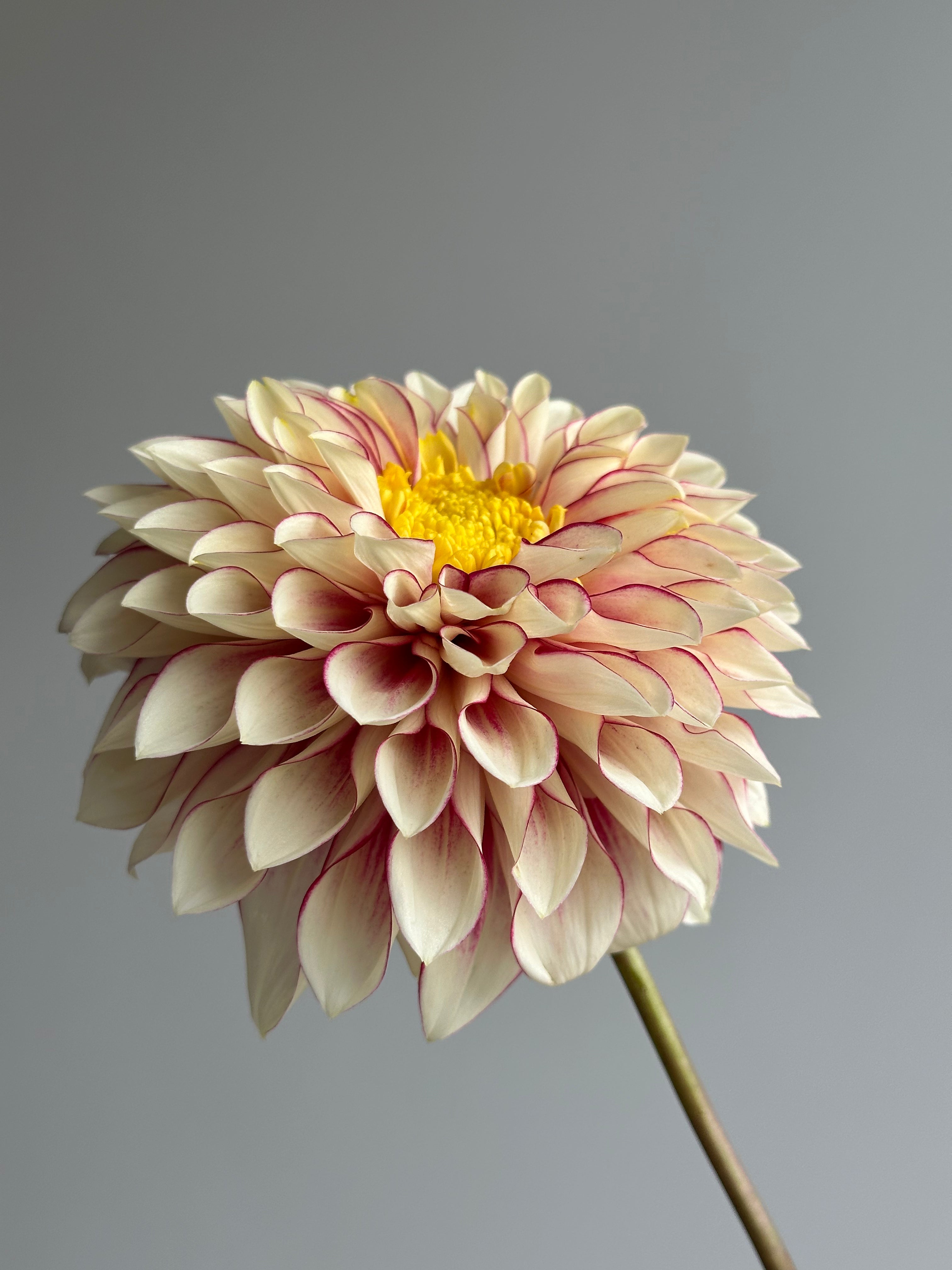 Dahlia Polka