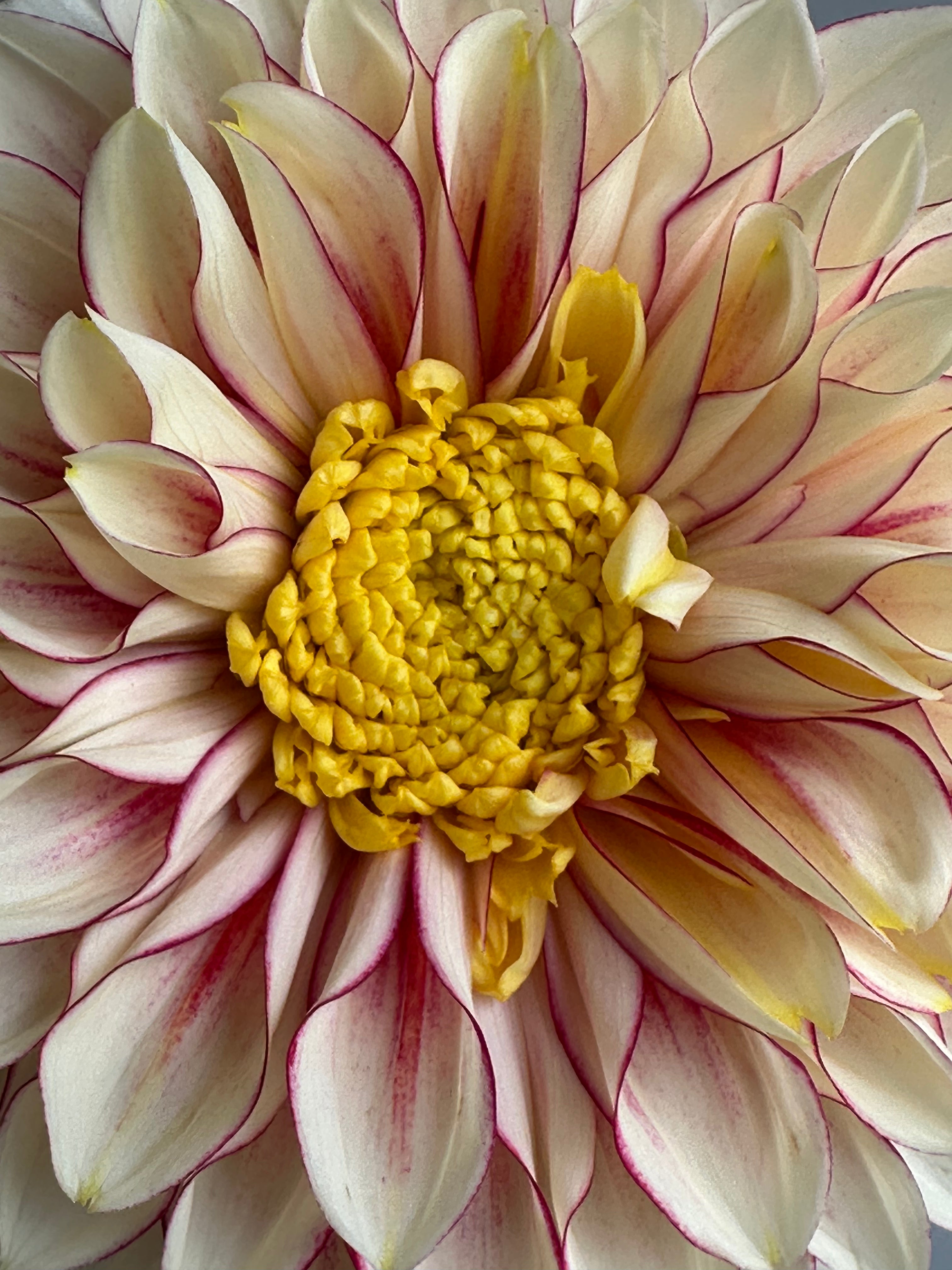 Dahlia Polka