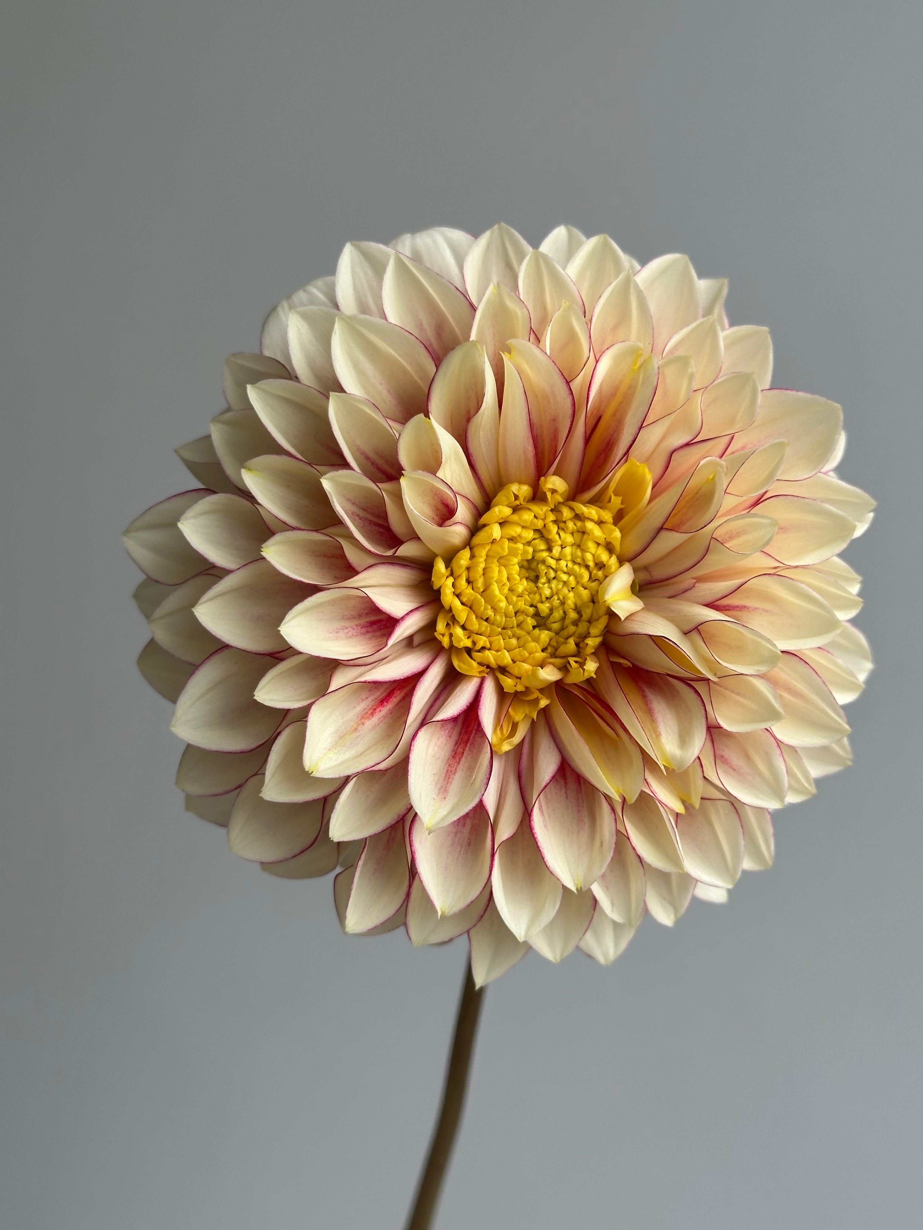 Dahlia Polka