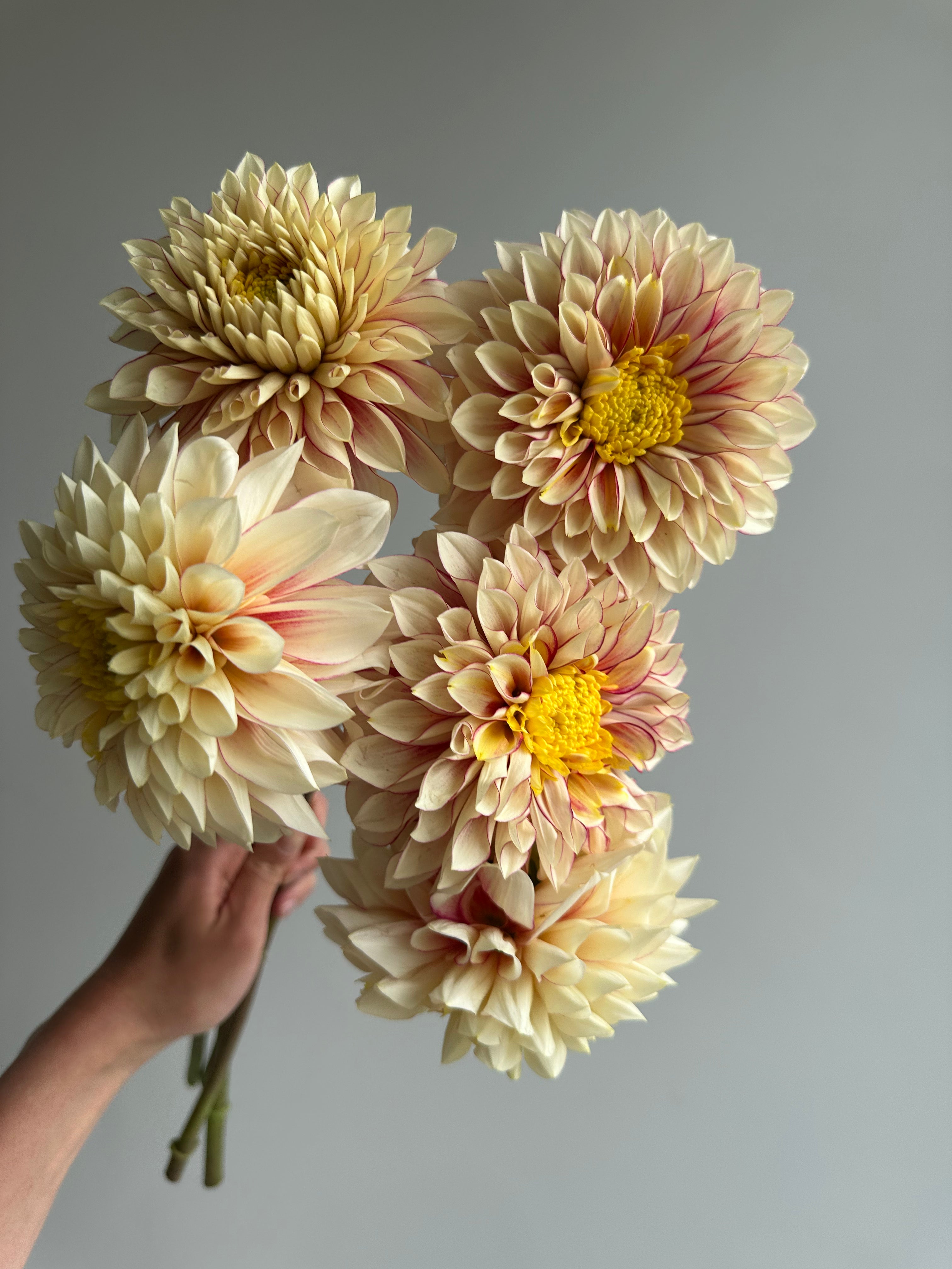 Dahlia Polka