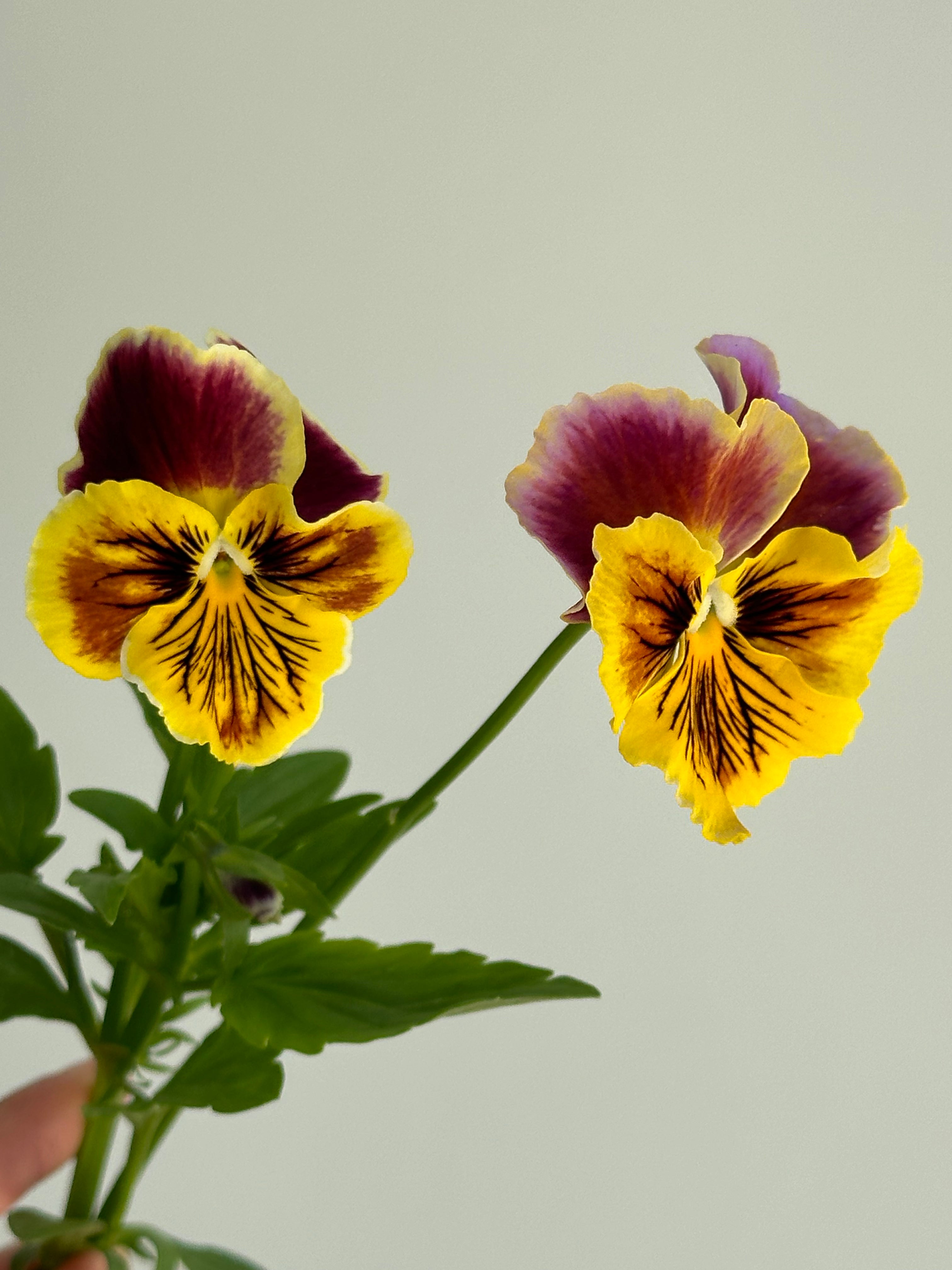 Viola Rococo