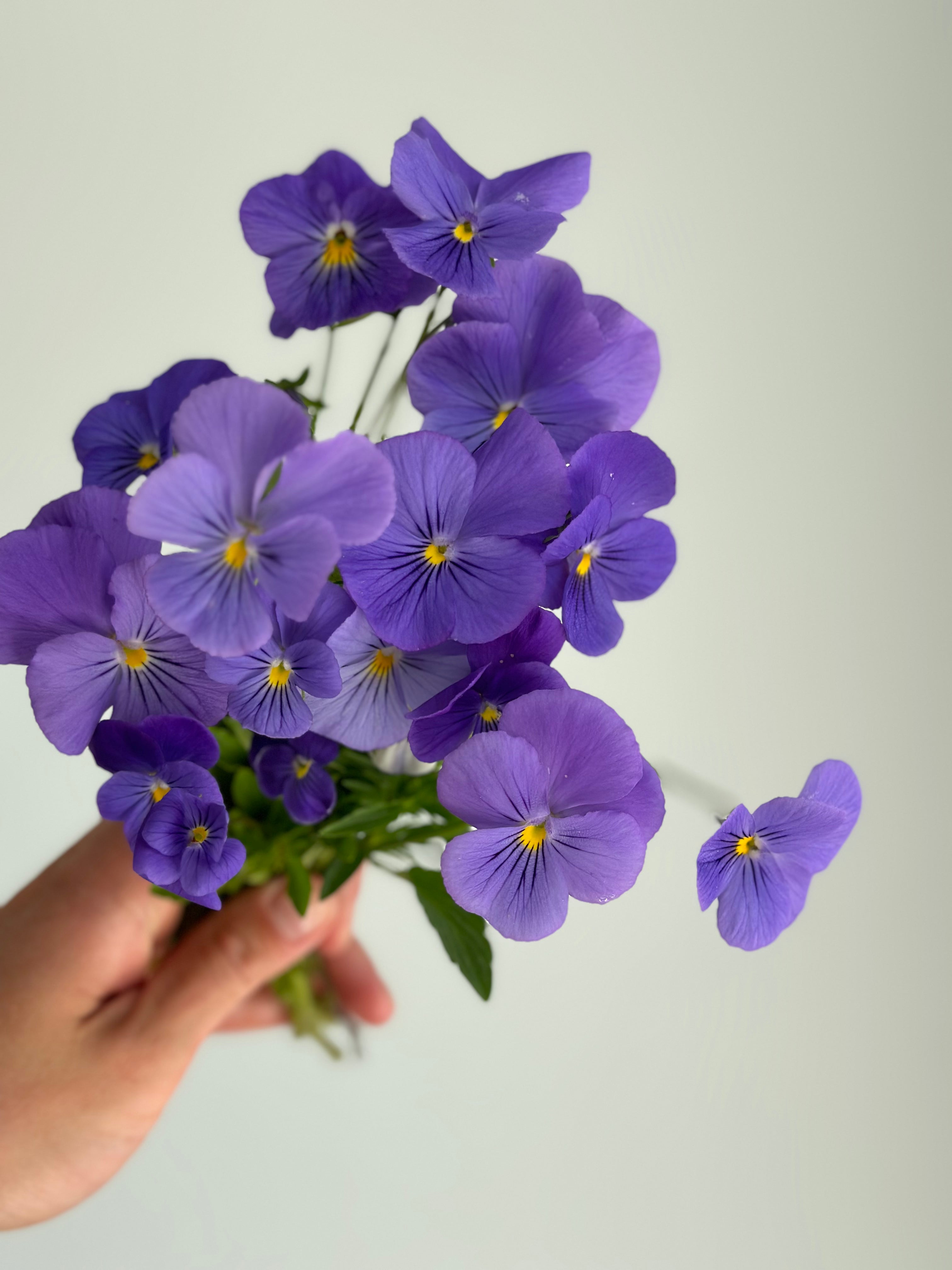 Viola Blue Perfection