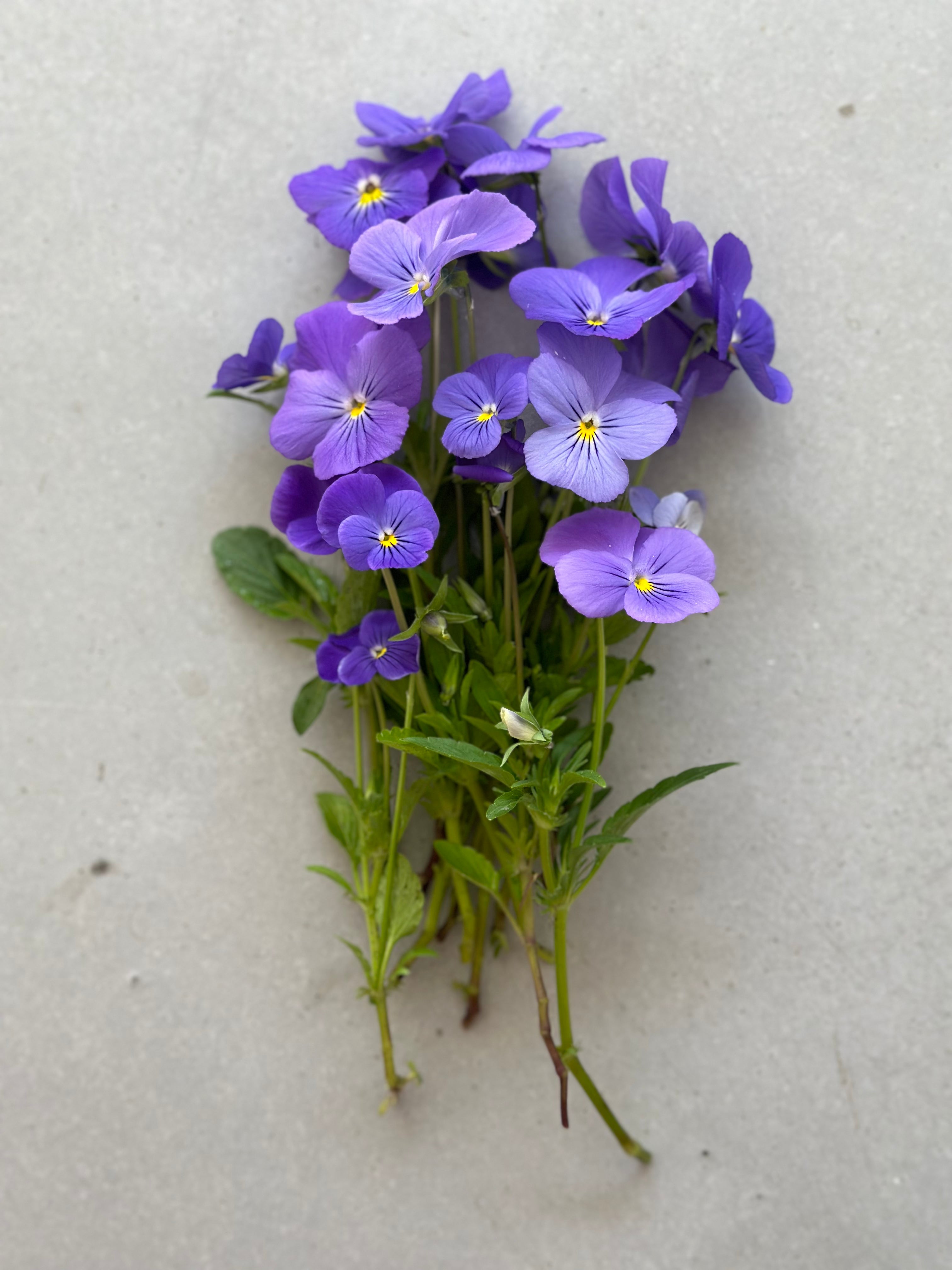 Viola Blue Perfection