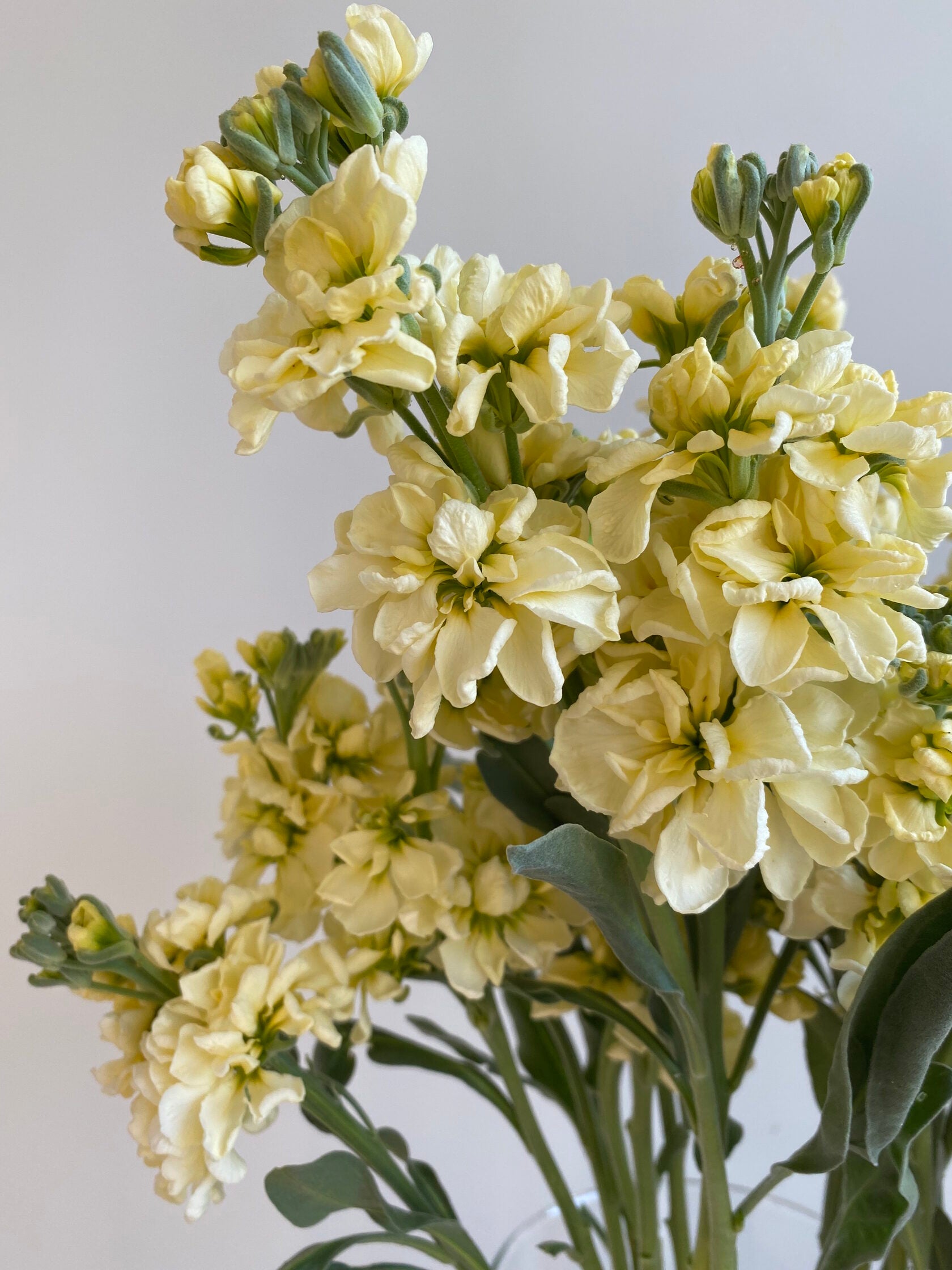 Matthiola Iron Yellow