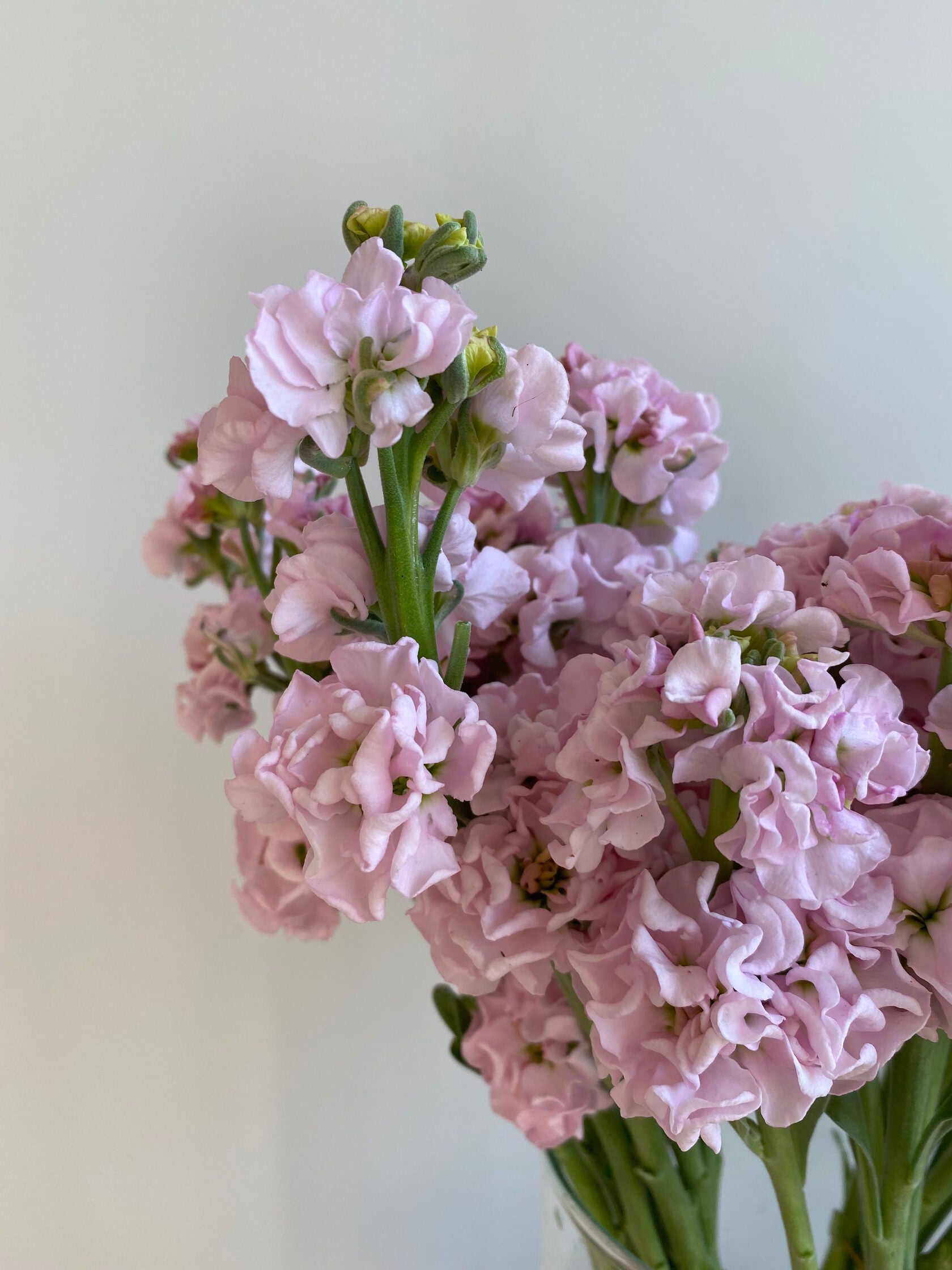 Matthiola Iron Cherry