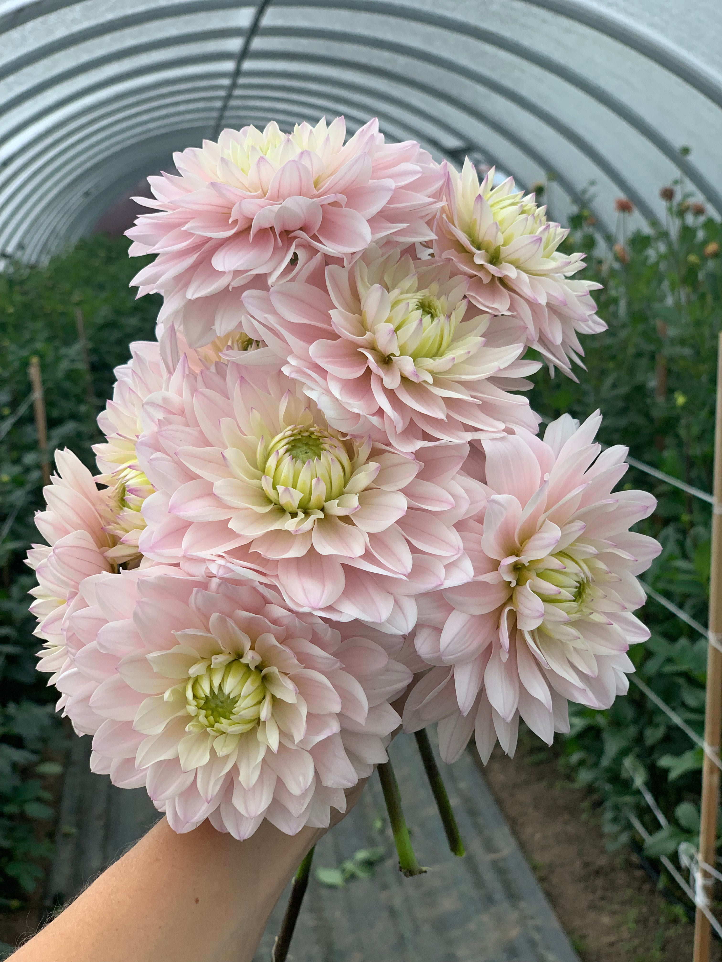 Dahlia Silver Years