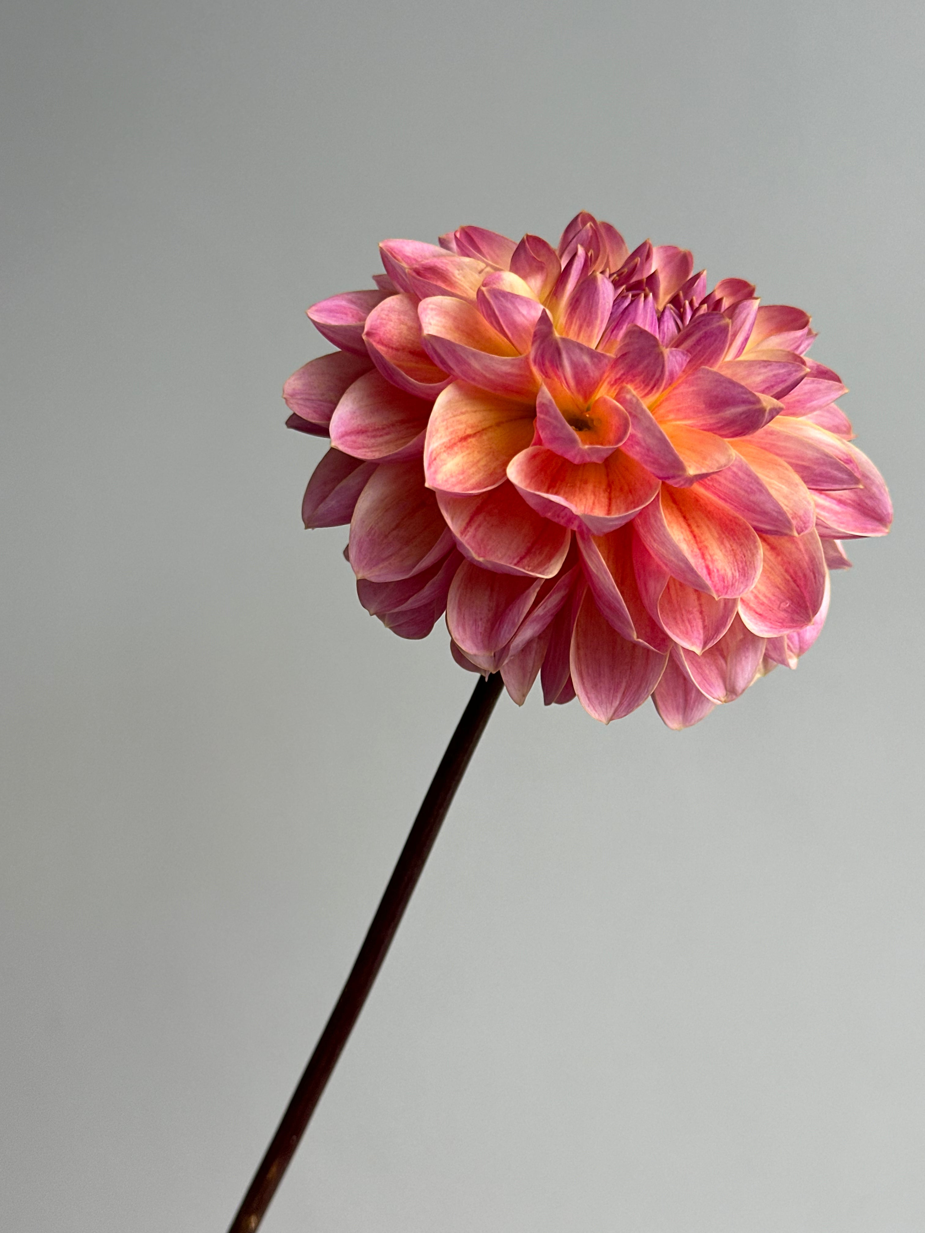 Dahlia Hapet Pastel