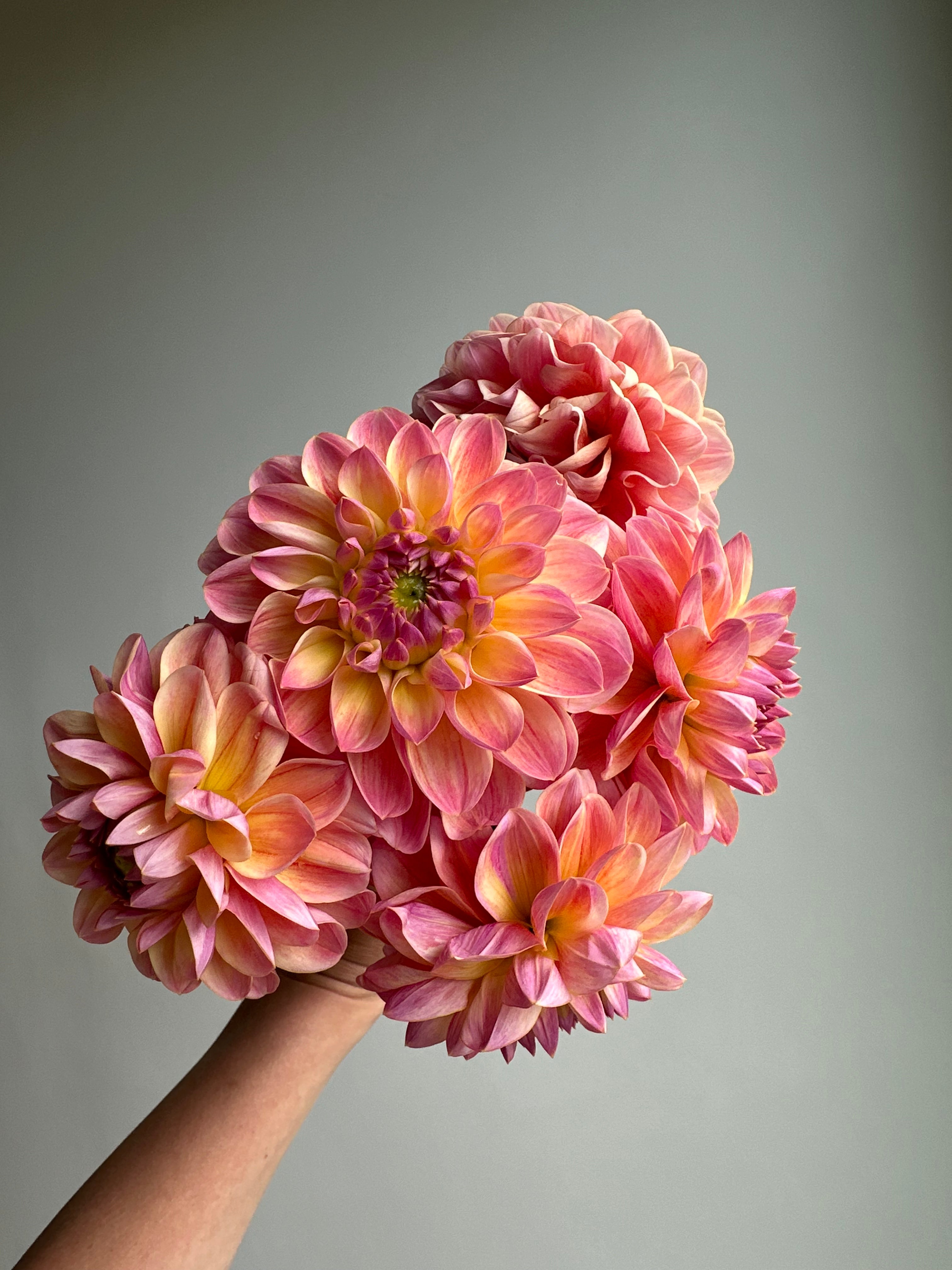 Dahlia Hapet Pastel