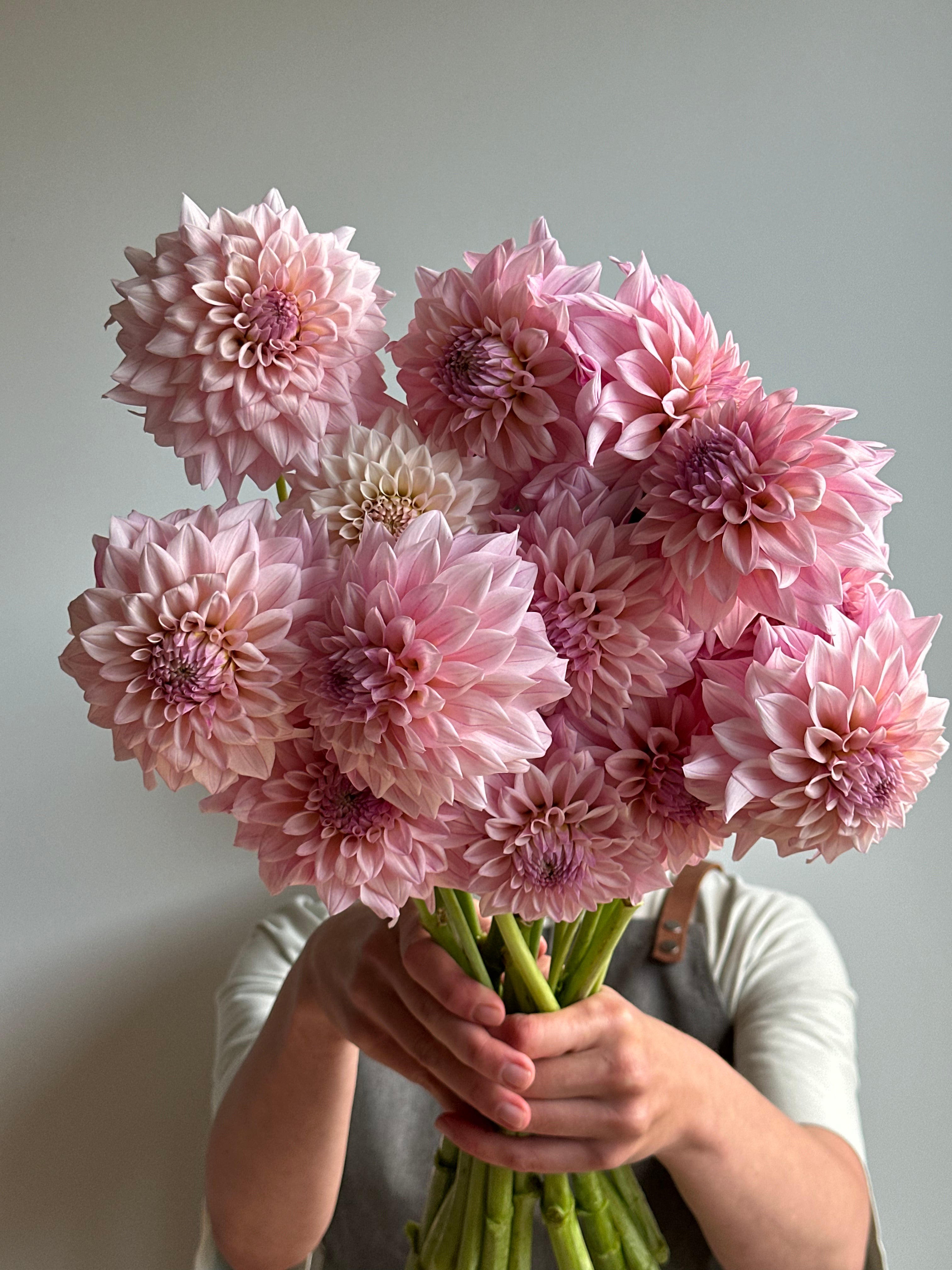 Dahlia KA's Mocha Jake