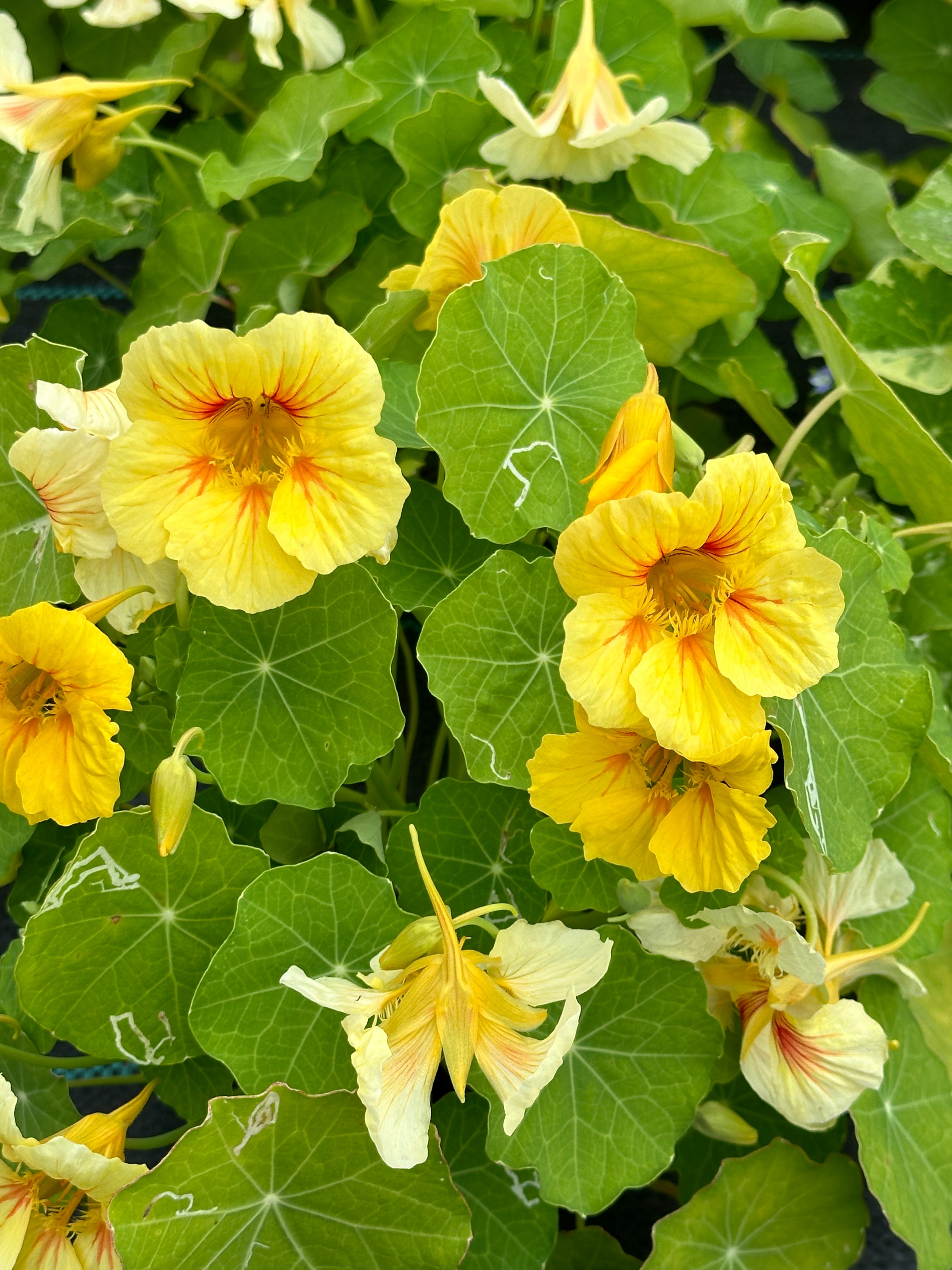 Nasturtium Peach Melba