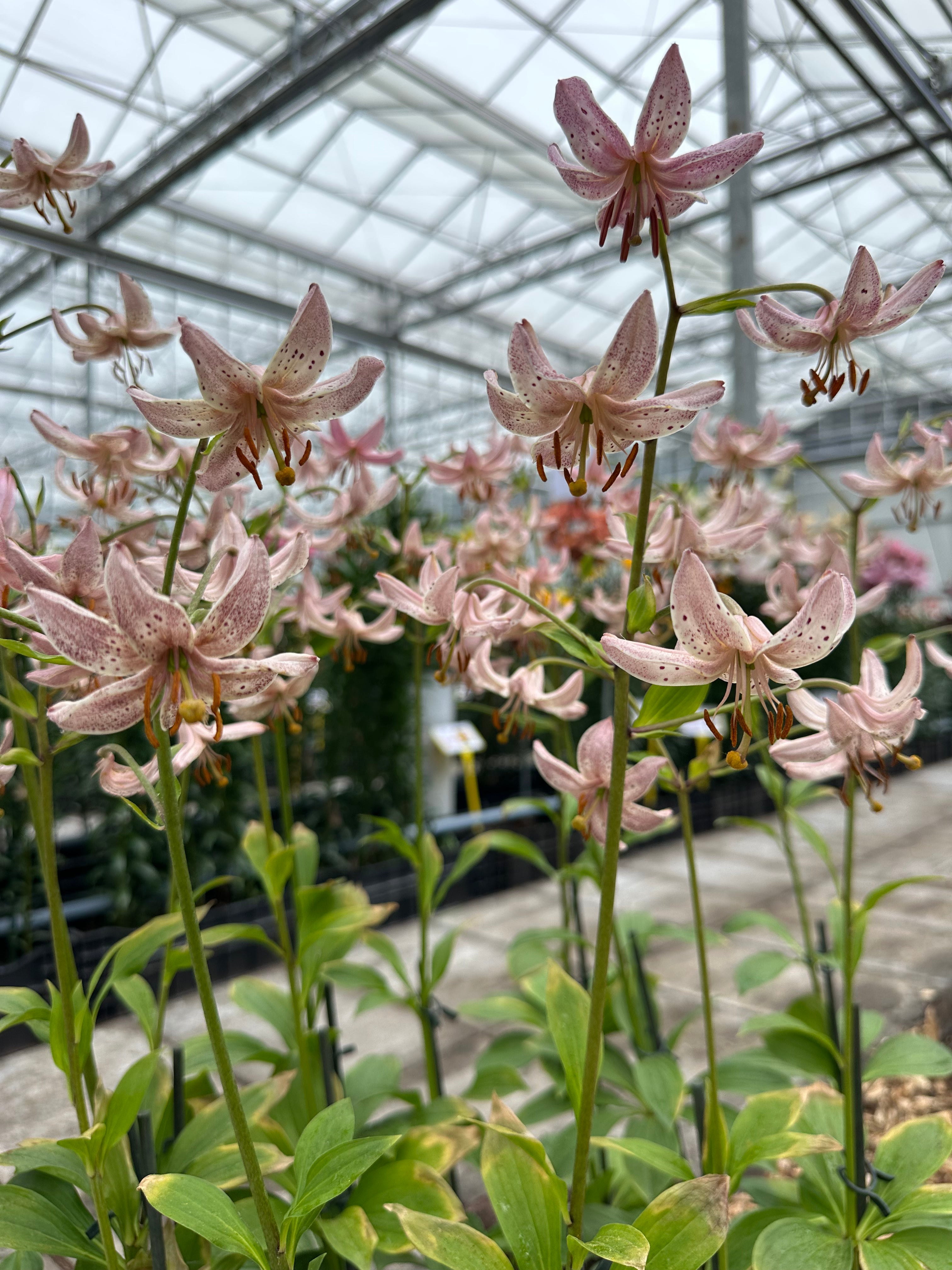 Martagon Lily Pink Morning
