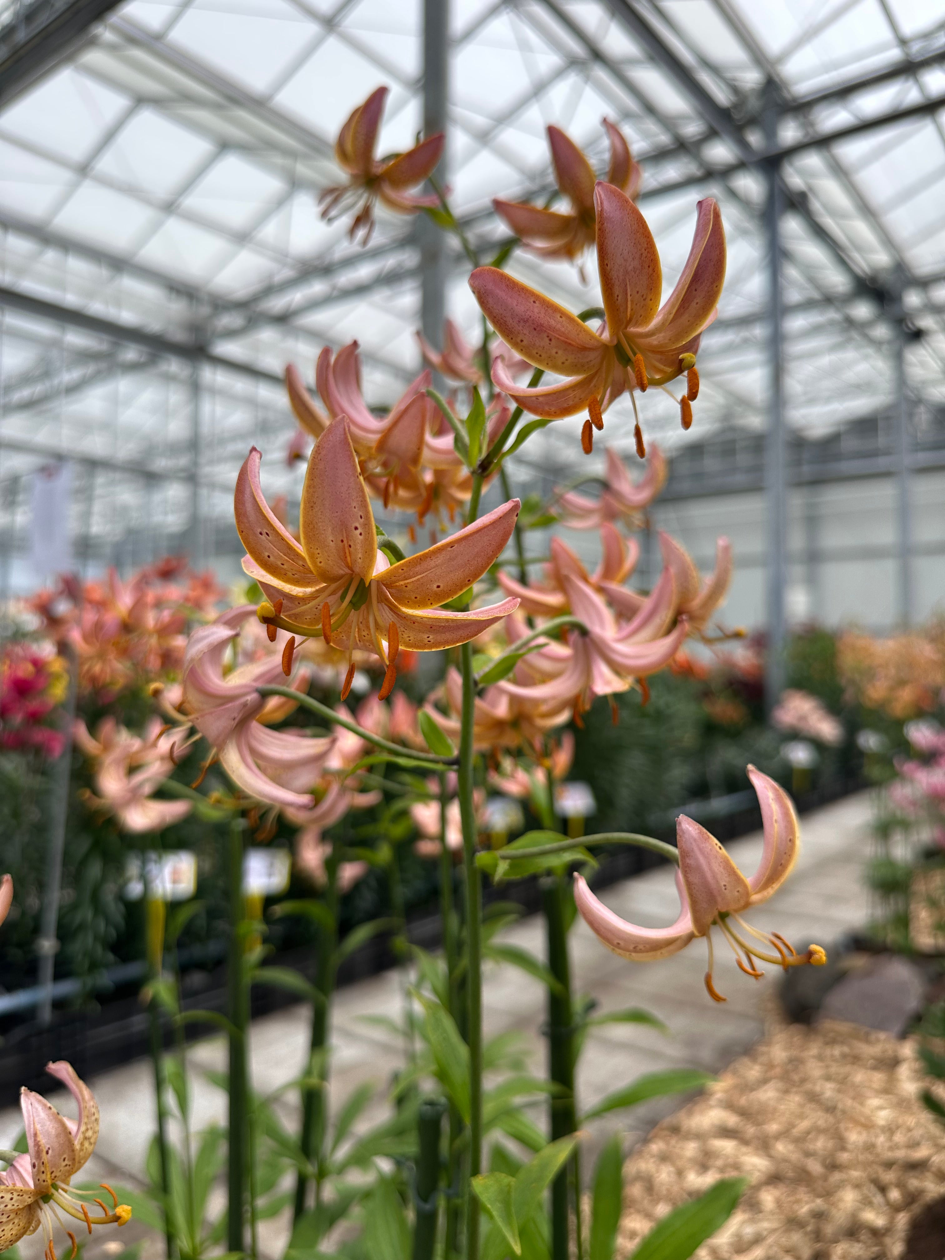 Martagon Lily Fairy Morning