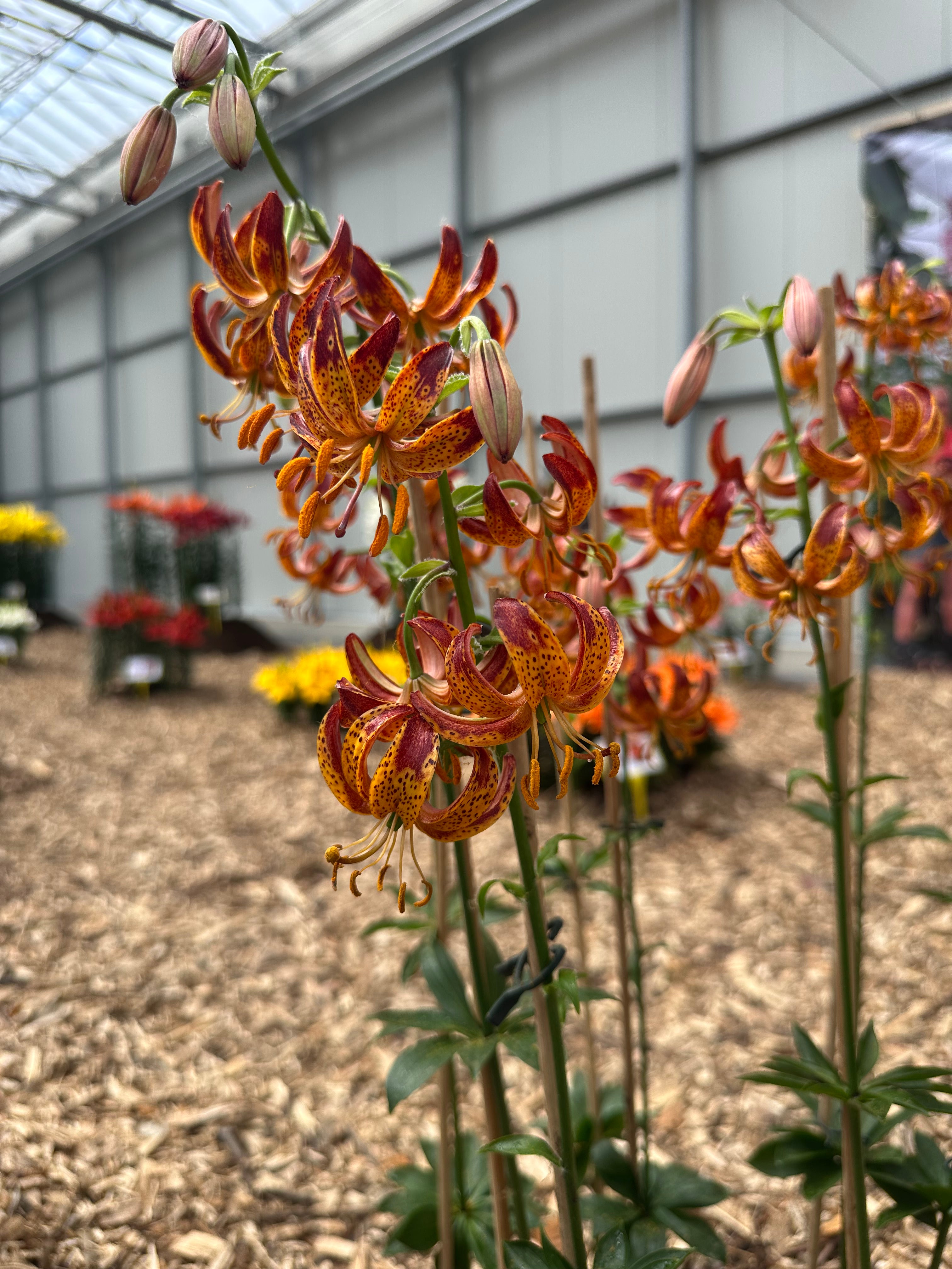 Martagon Lily Arabian Knight