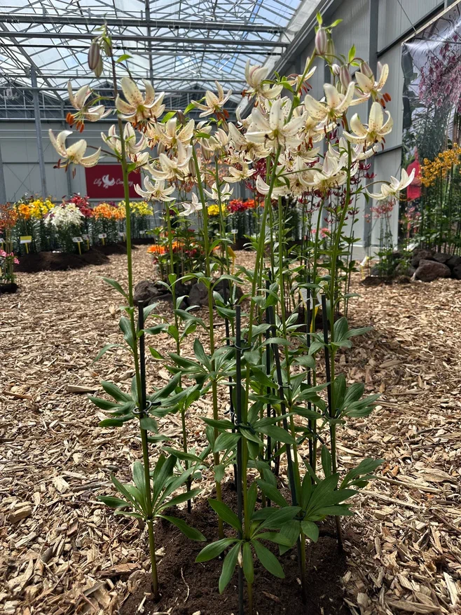 Martagon Lily Albi Morning