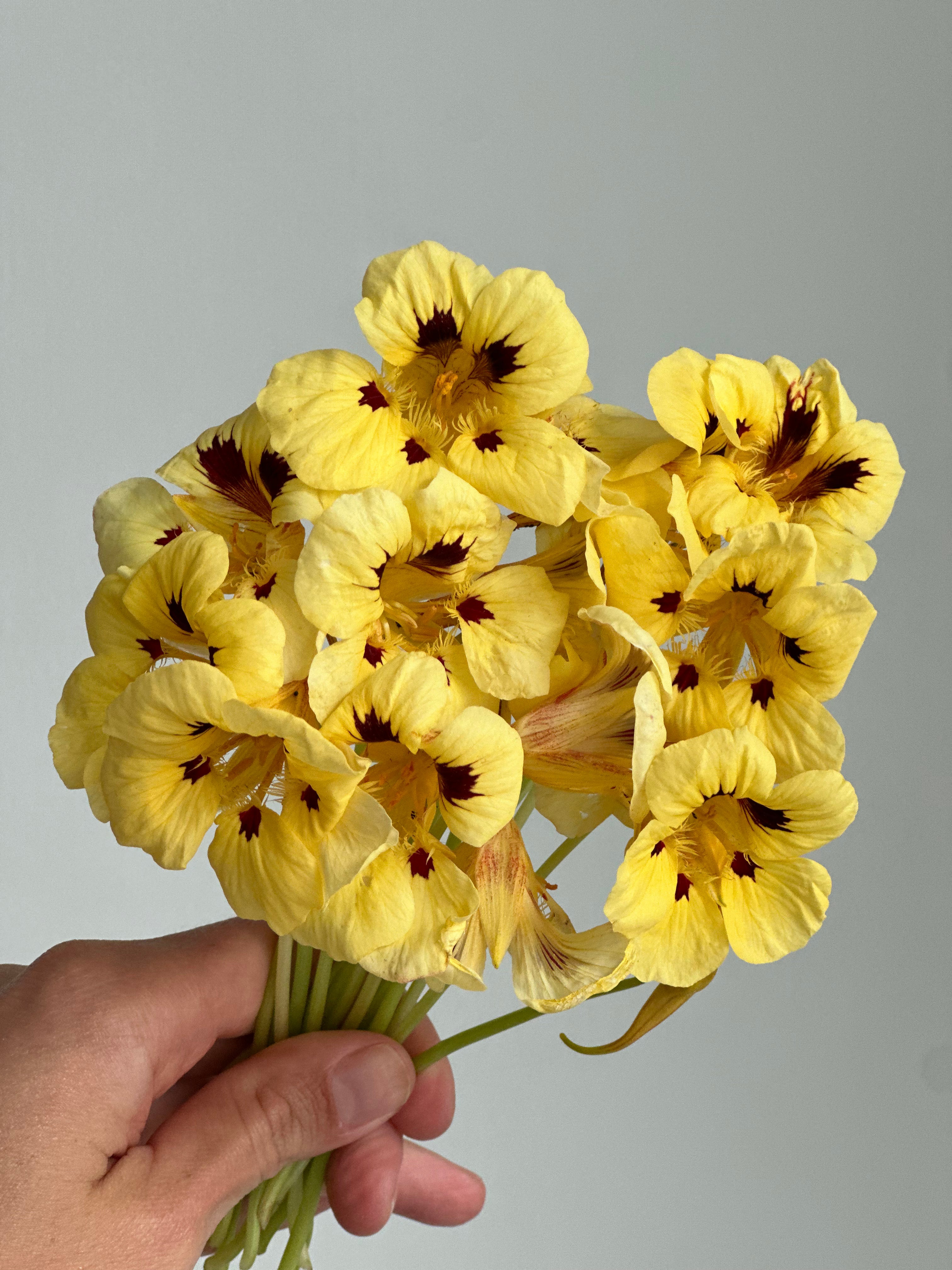 Nasturtium Cream Troika