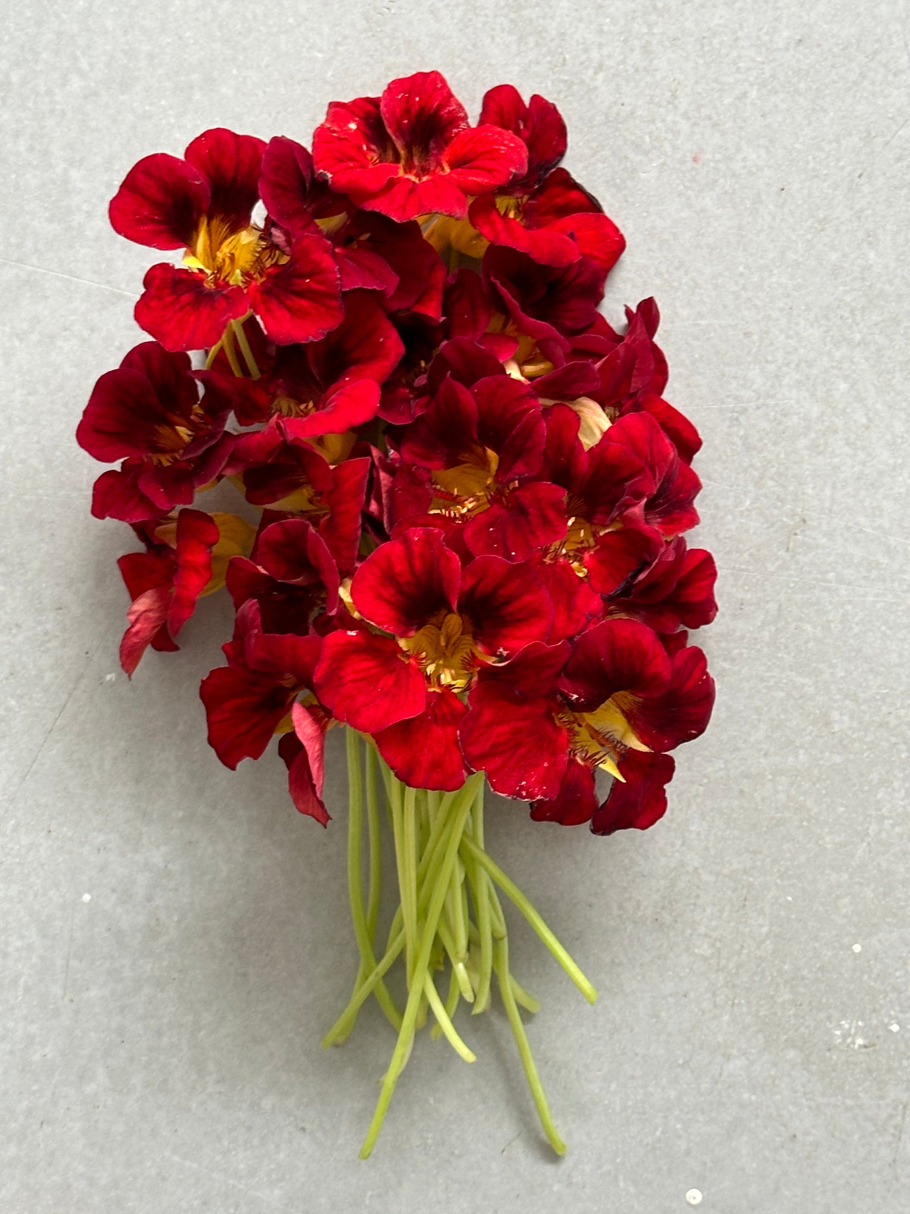 Nasturtium Red Troika