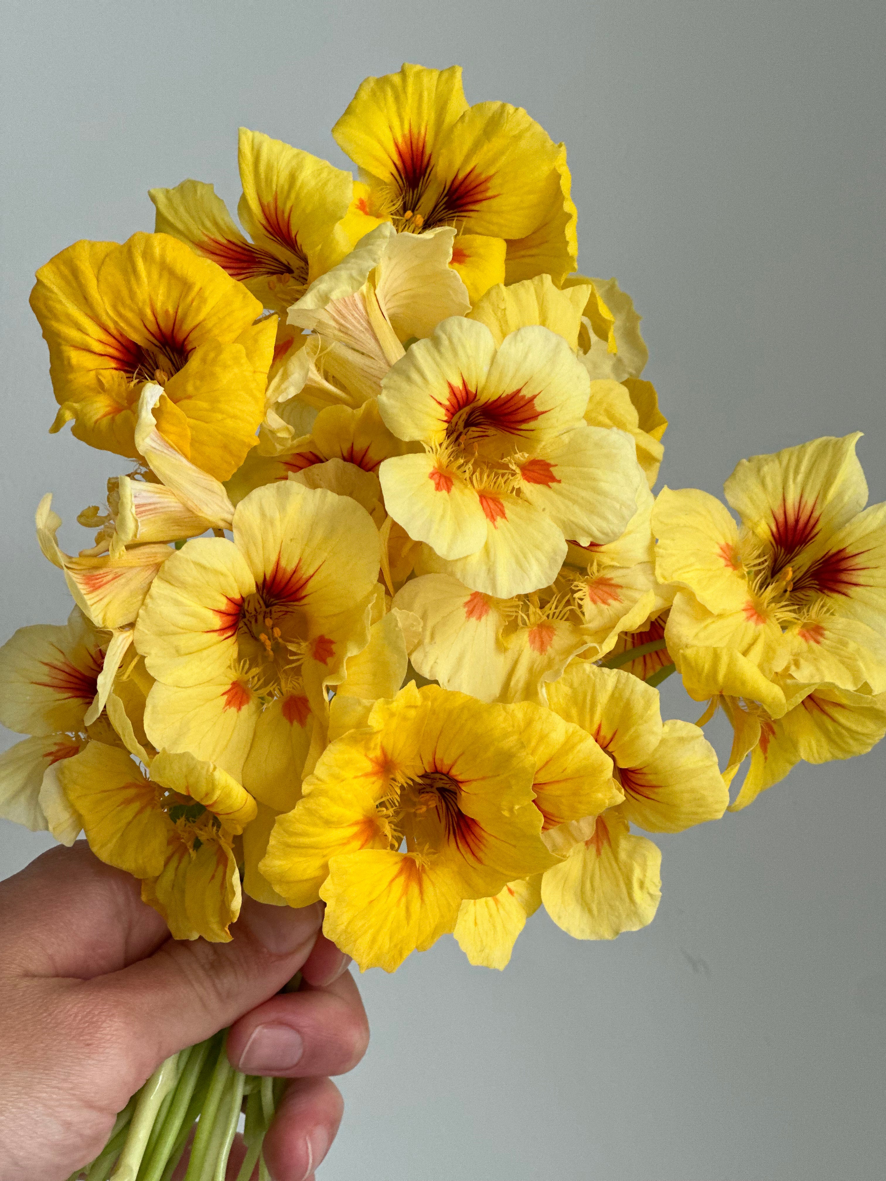 Nasturtium Peach Melba