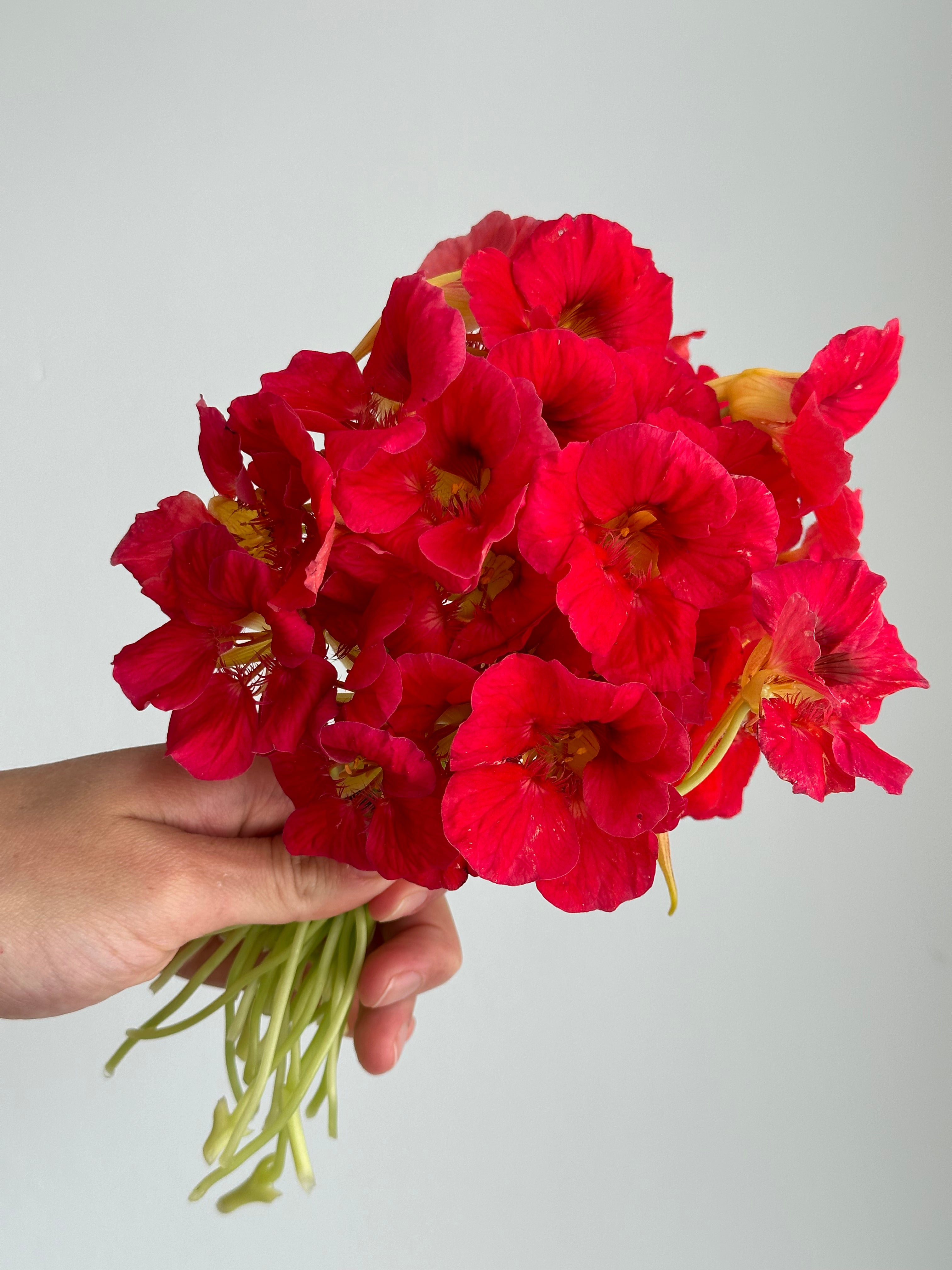 Nasturtium Jewel Cherry