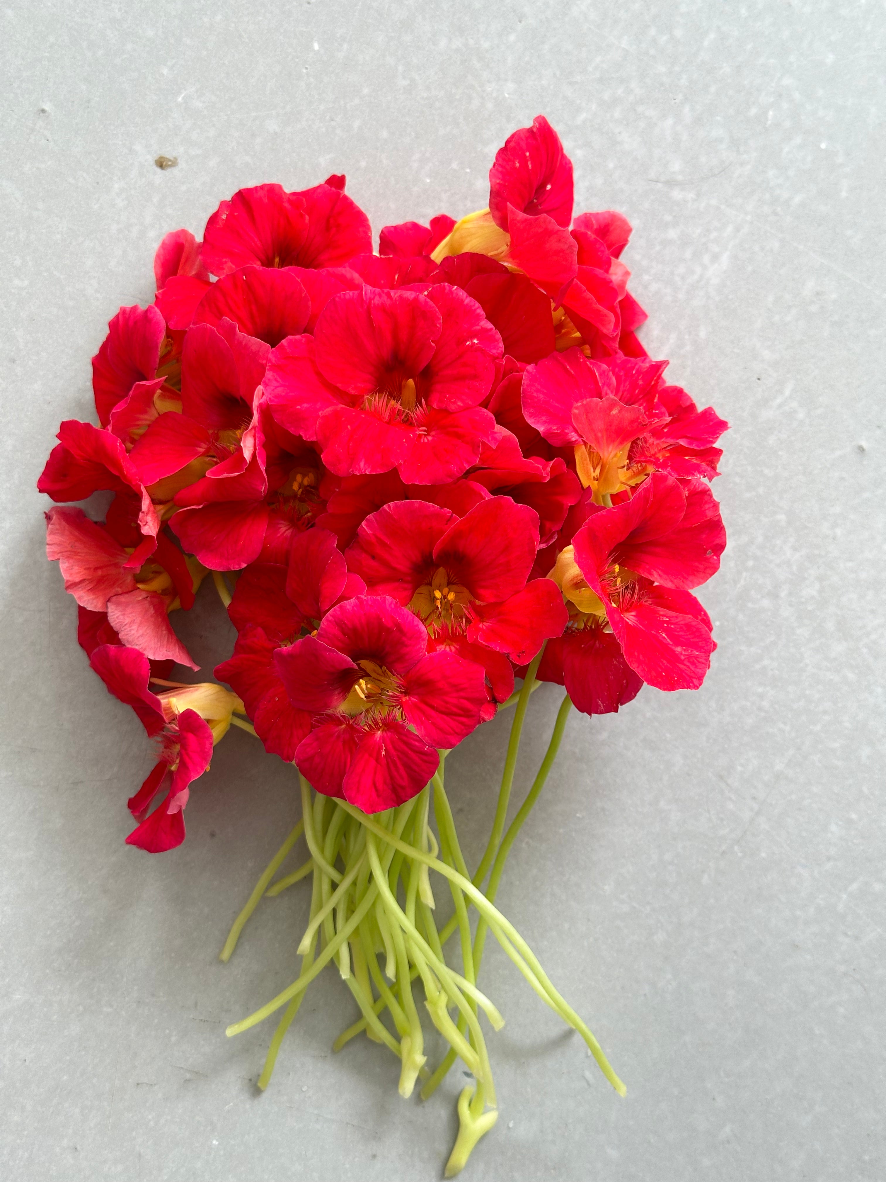 Nasturtium Jewel Cherry