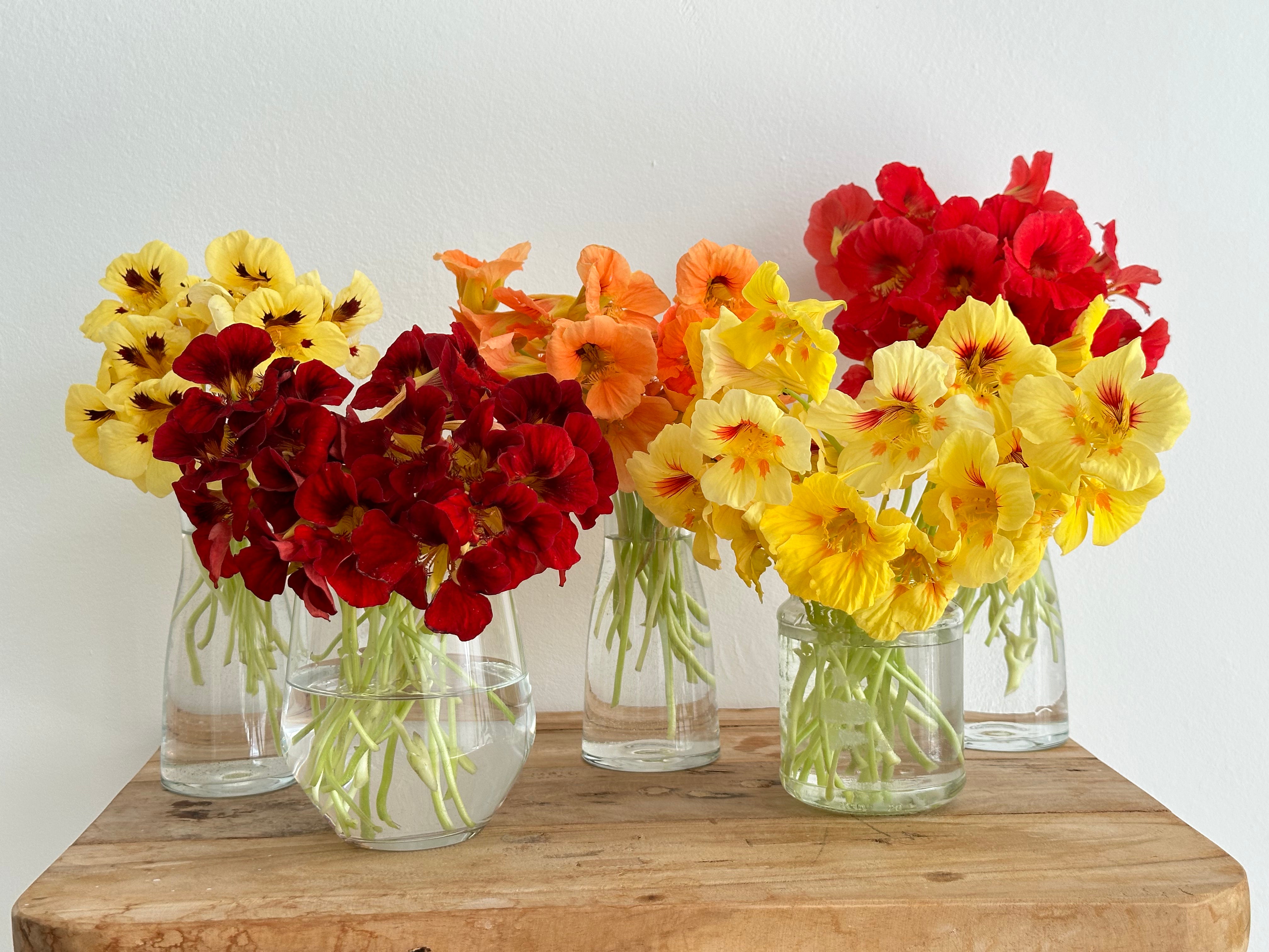 Nasturtium Jewel Cherry