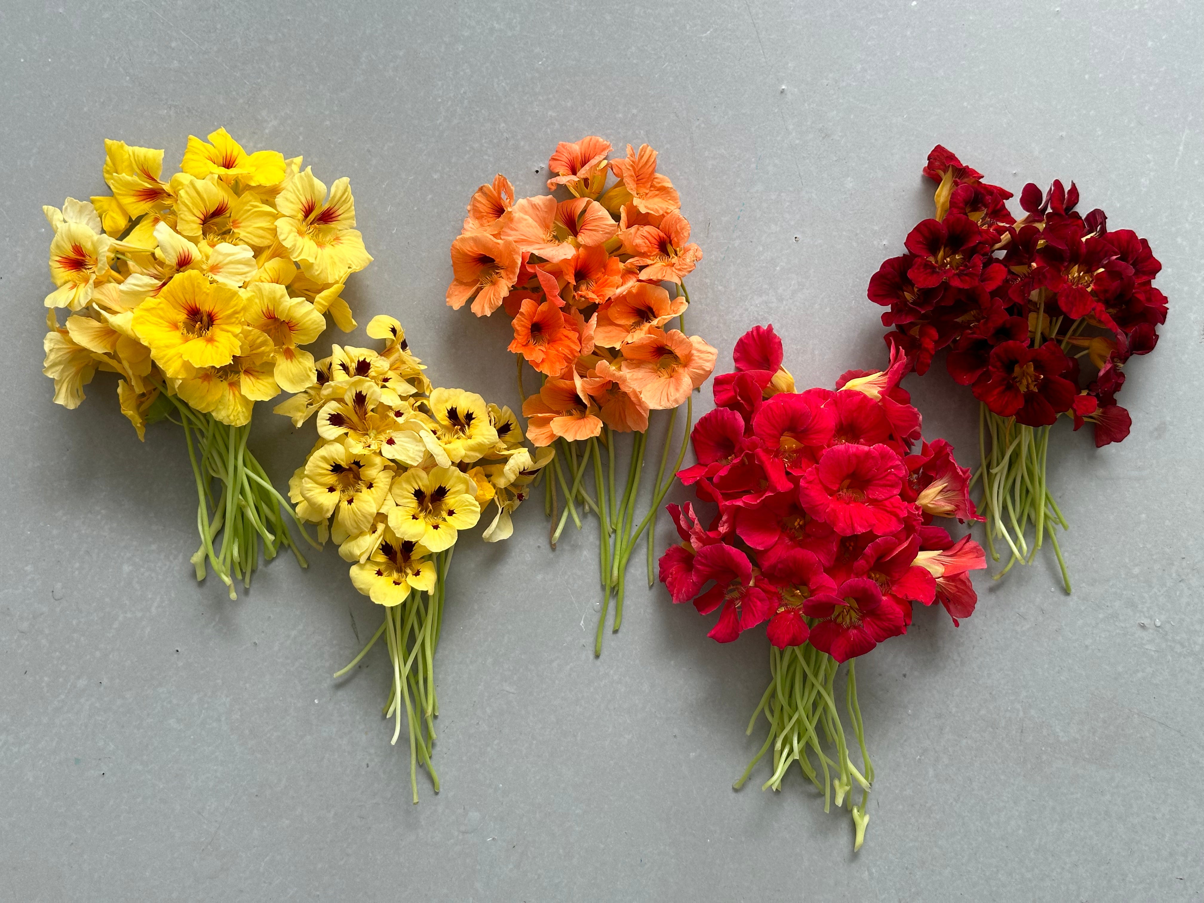 Nasturtium Red Troika