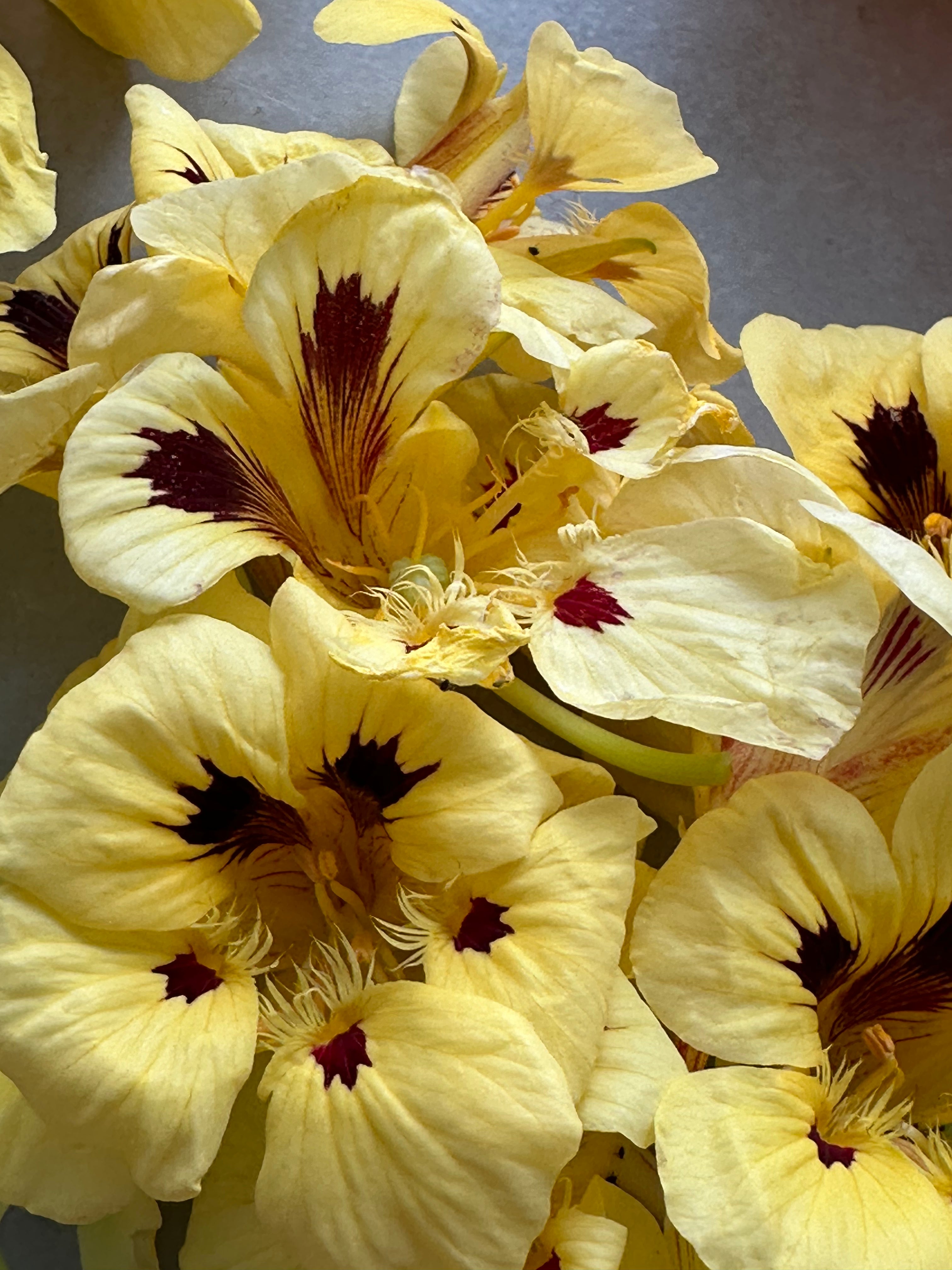 Nasturtium Cream Troika