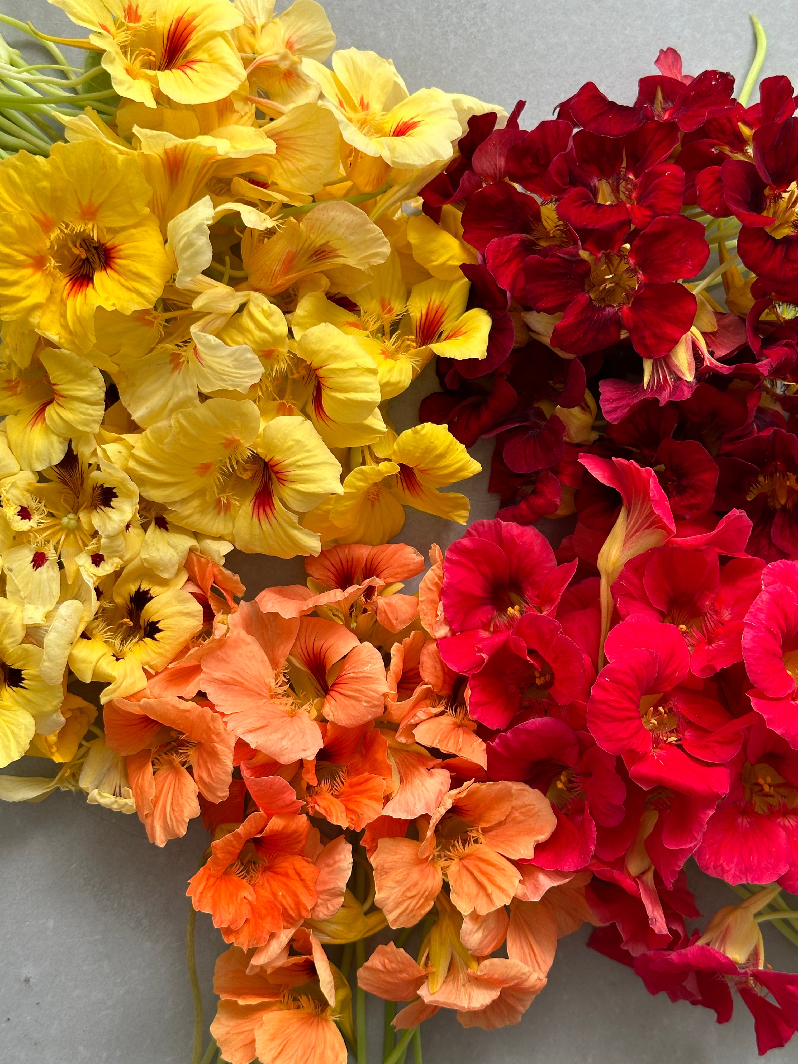 Nasturtium Cream Troika