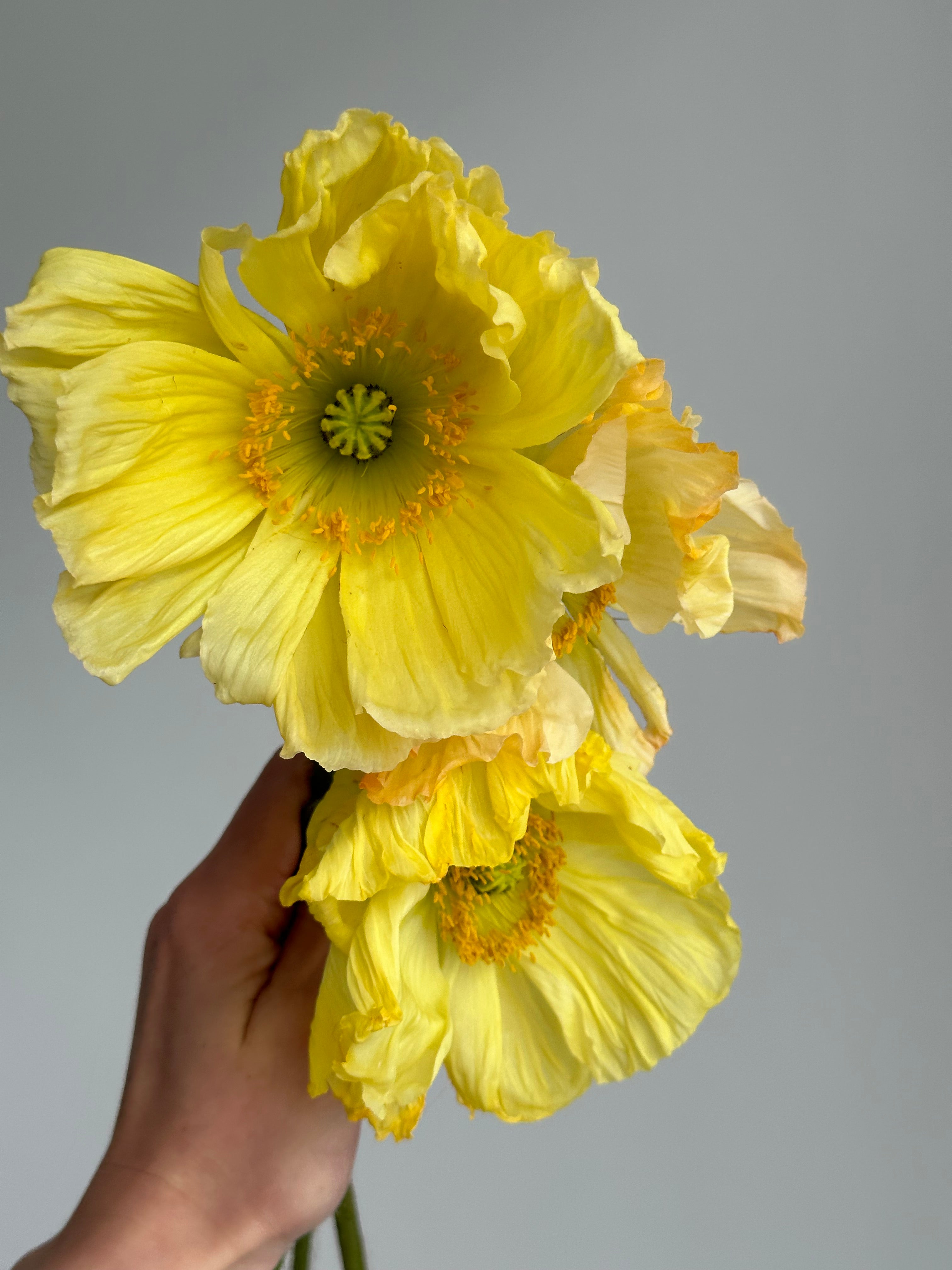 Iceland Poppy Pastello Soft Yellow