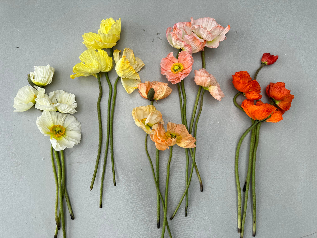 Iceland Poppy Colibri Rosa Chiaro Pastello