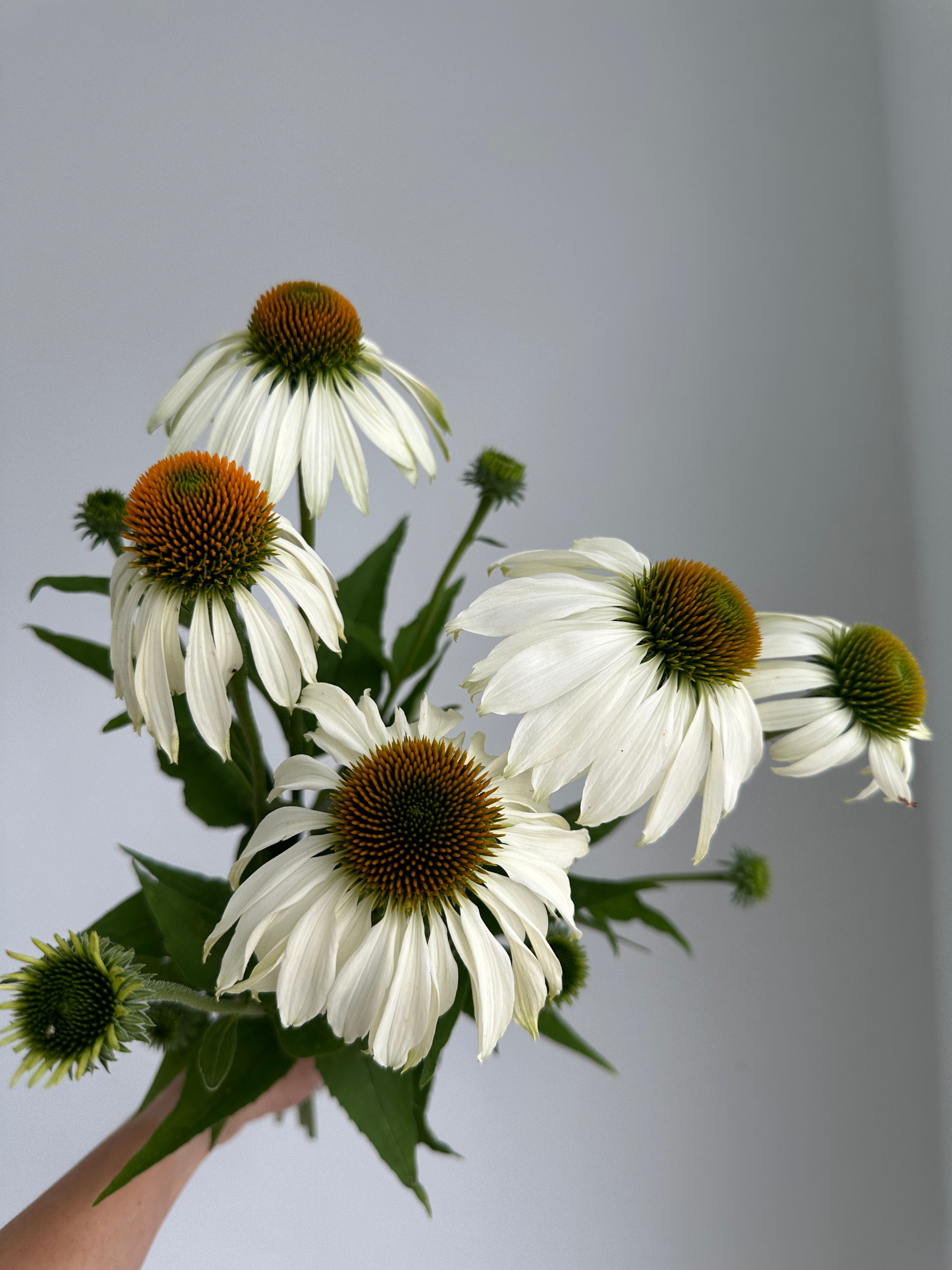 Echinacea purpurea White Swan