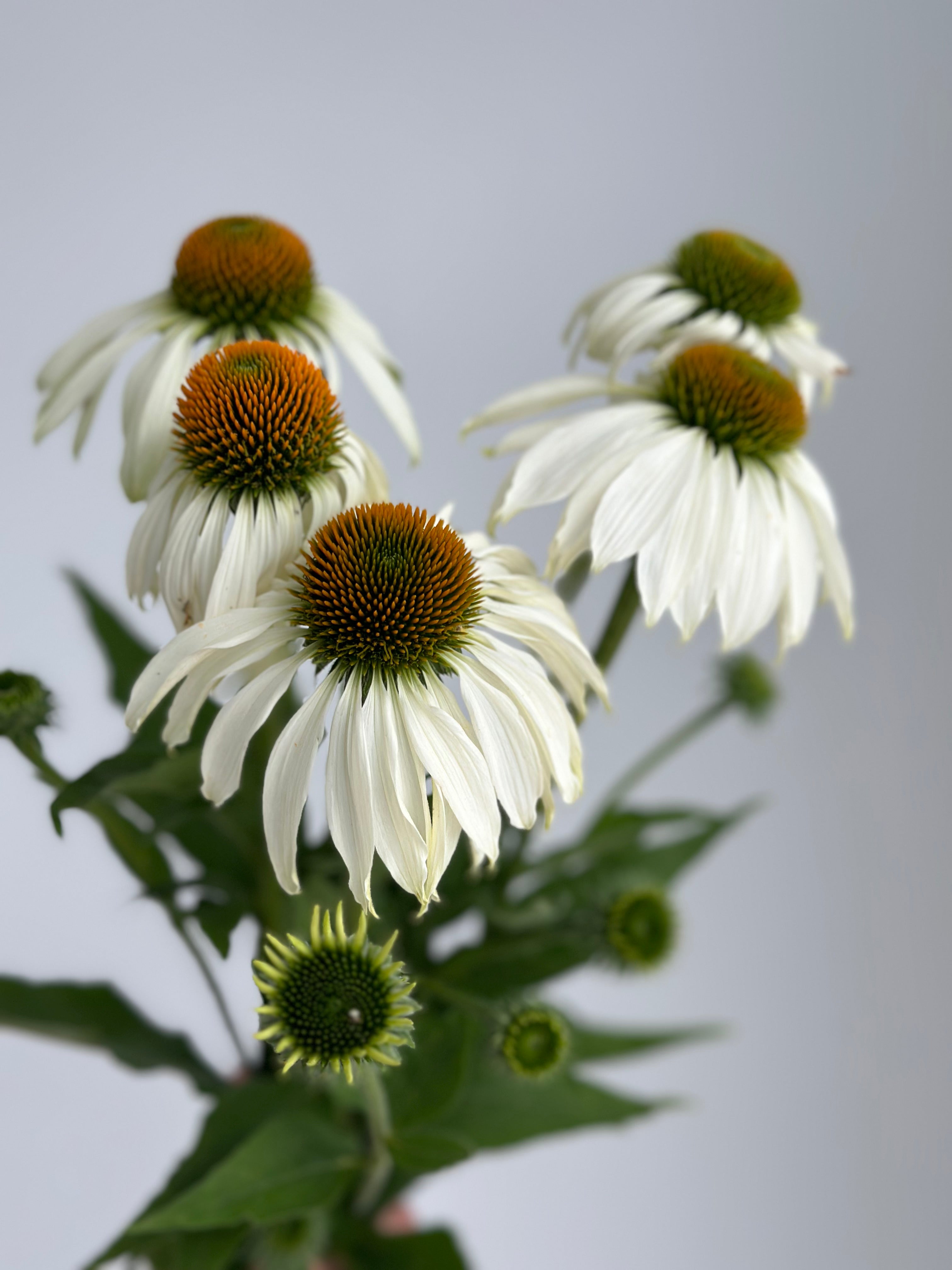 Echinacea purpurea White Swan