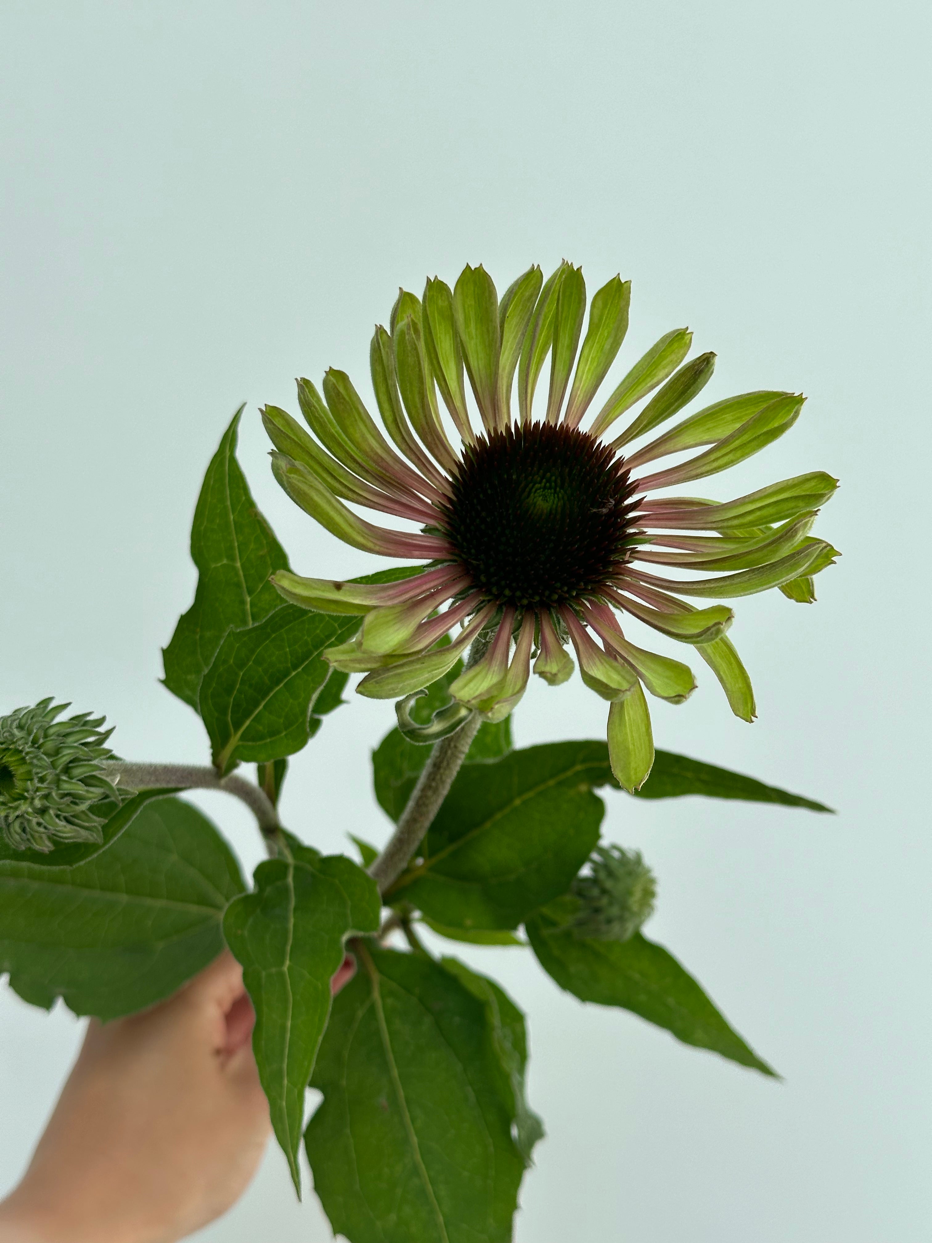 Echinacea purpurea Green Twister