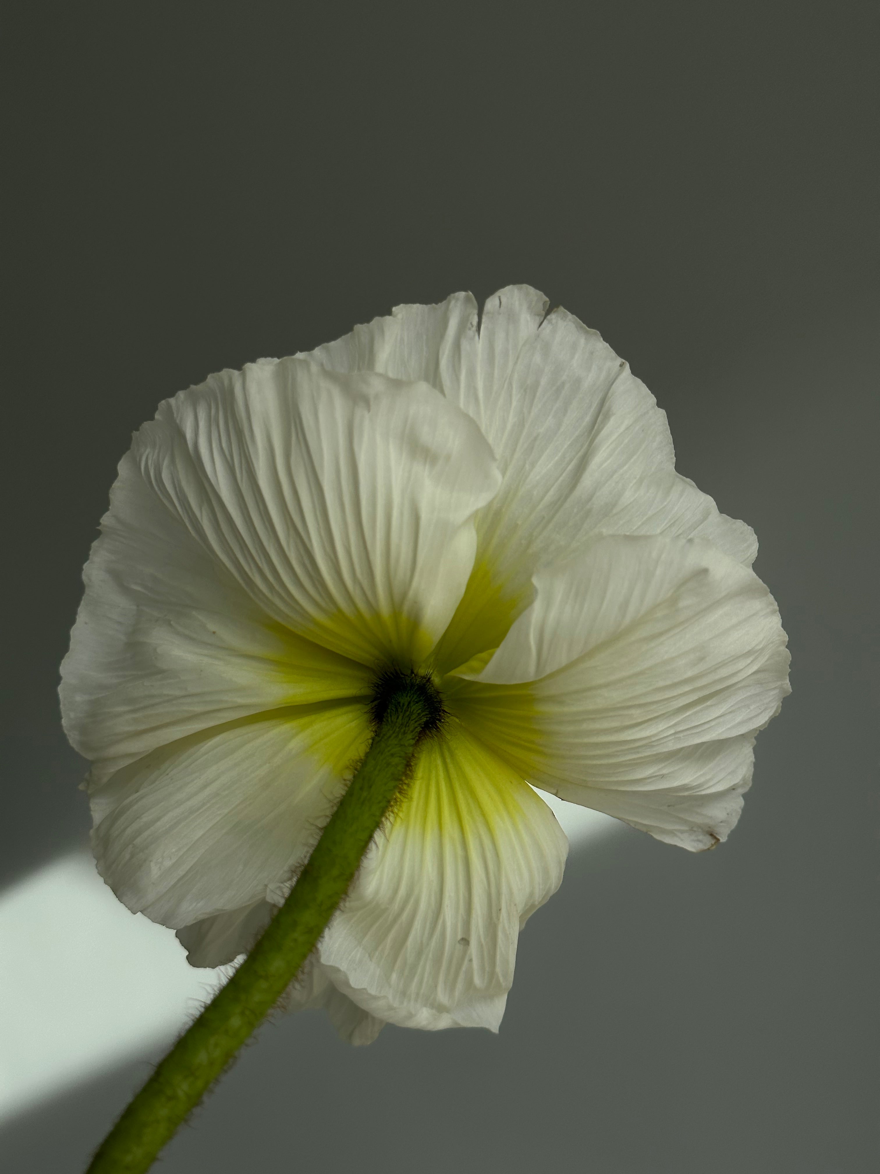 Iceland Poppy Pastello White