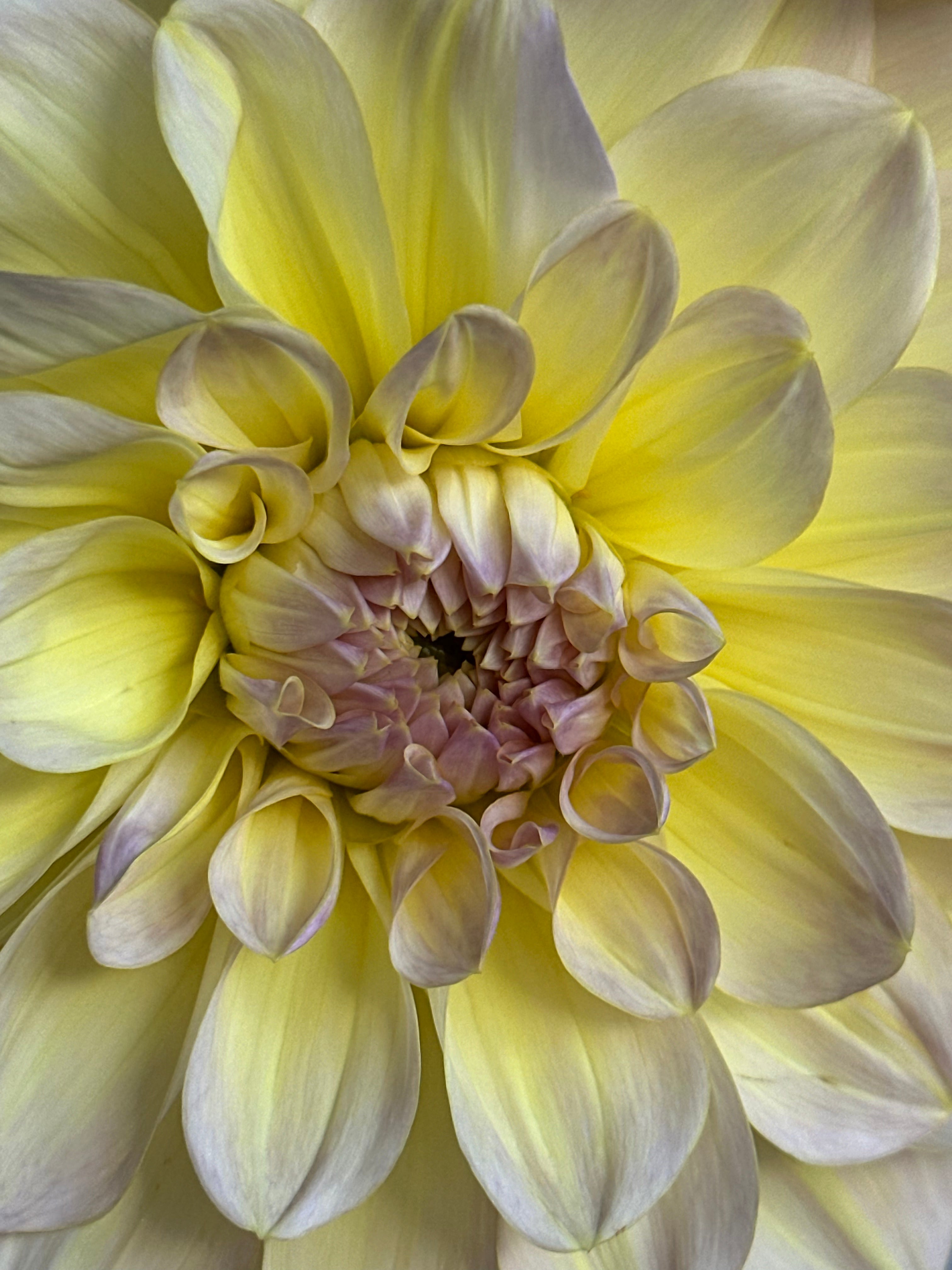 Dahlia Alloway Cottage