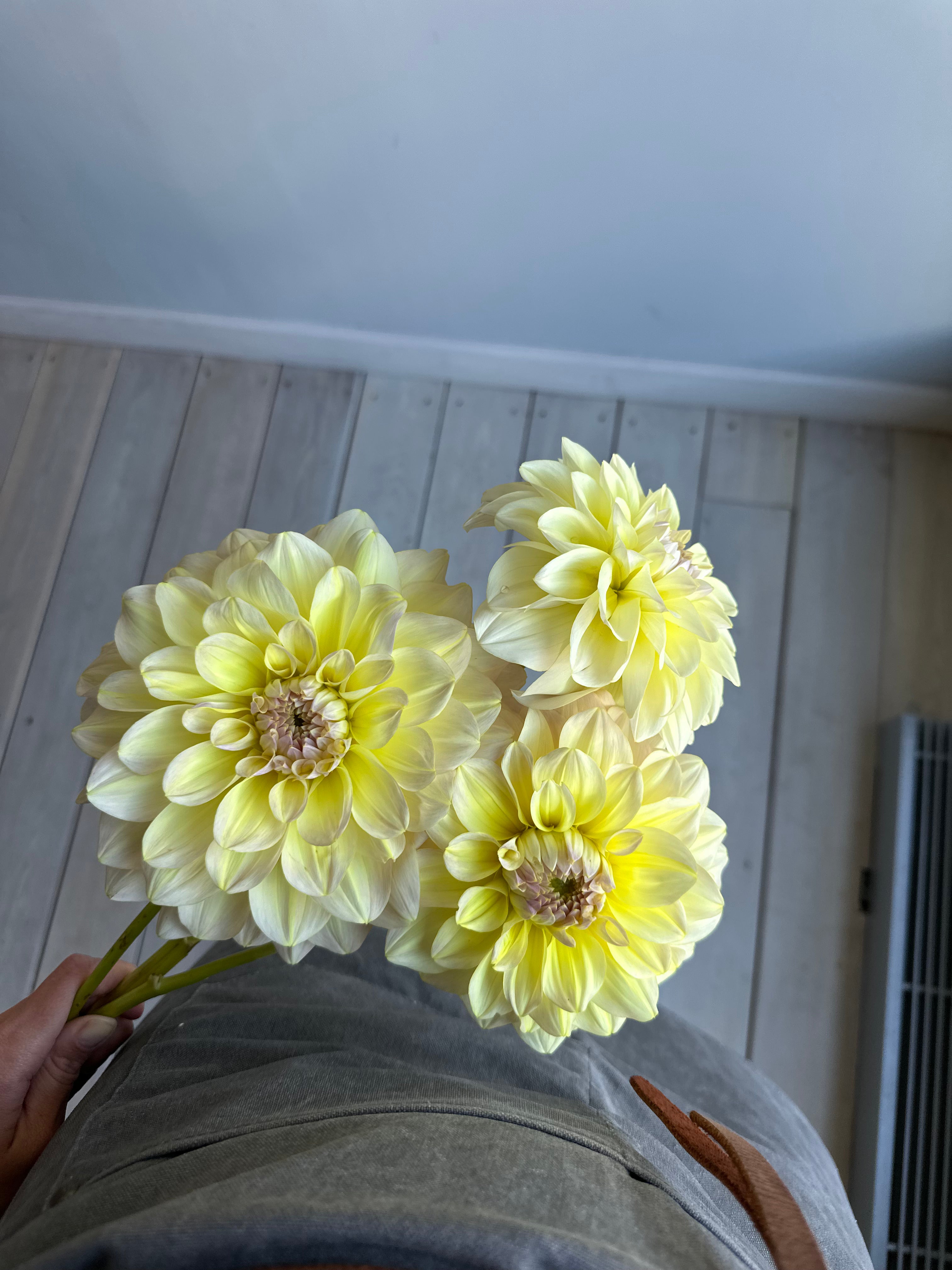 Dahlia Alloway Cottage