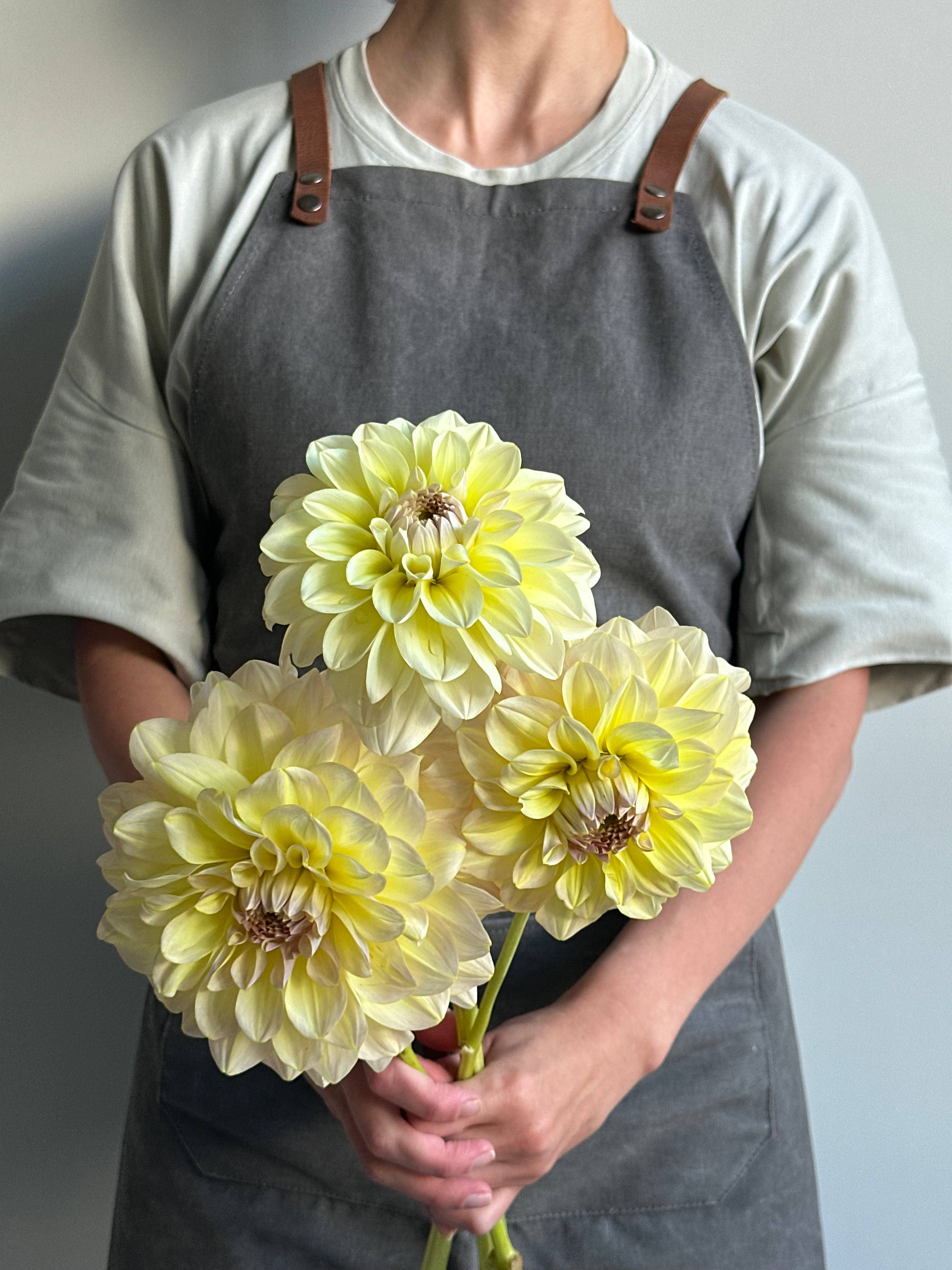 Dahlia Alloway Cottage