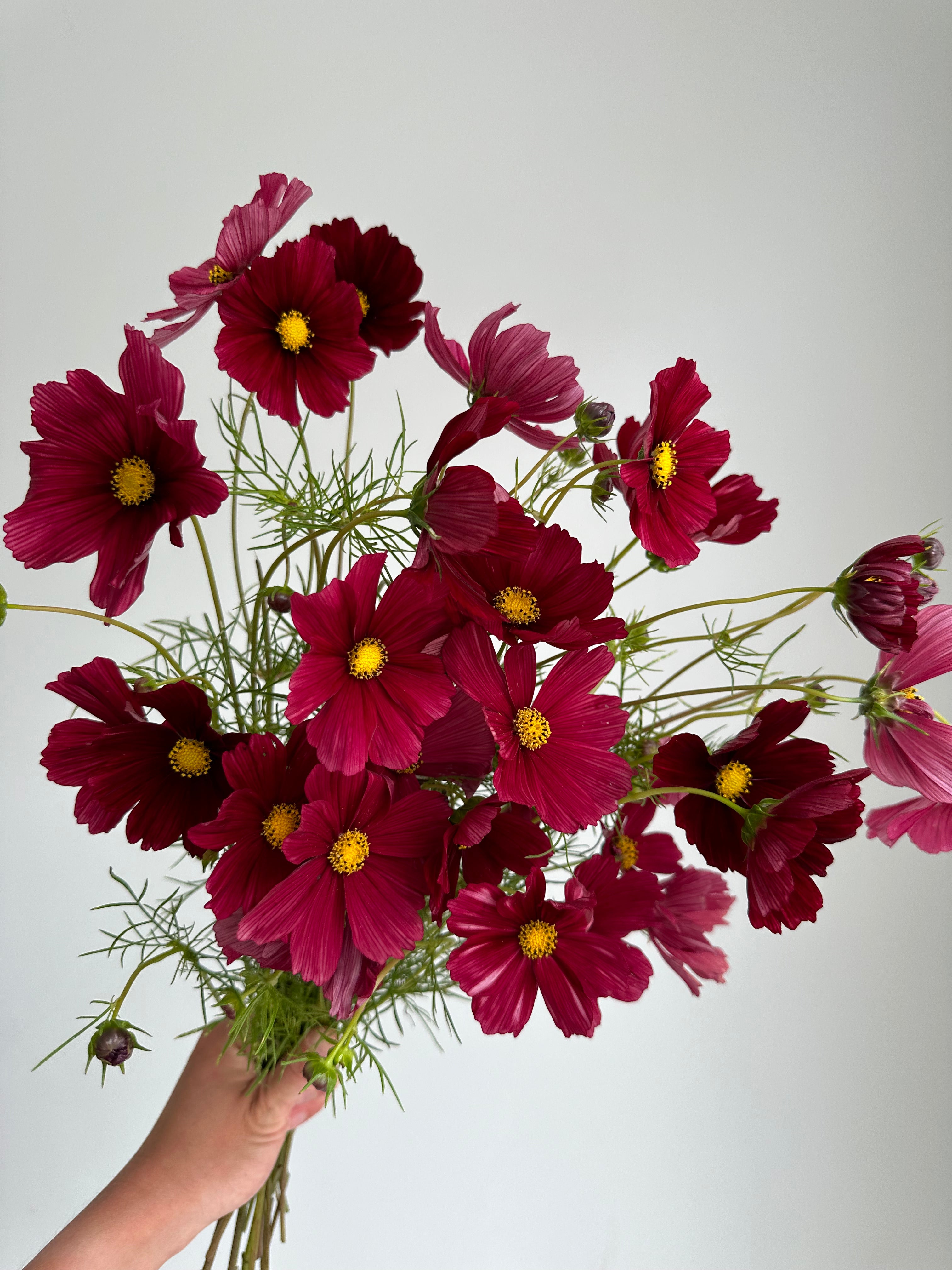 Cosmos Rubenza