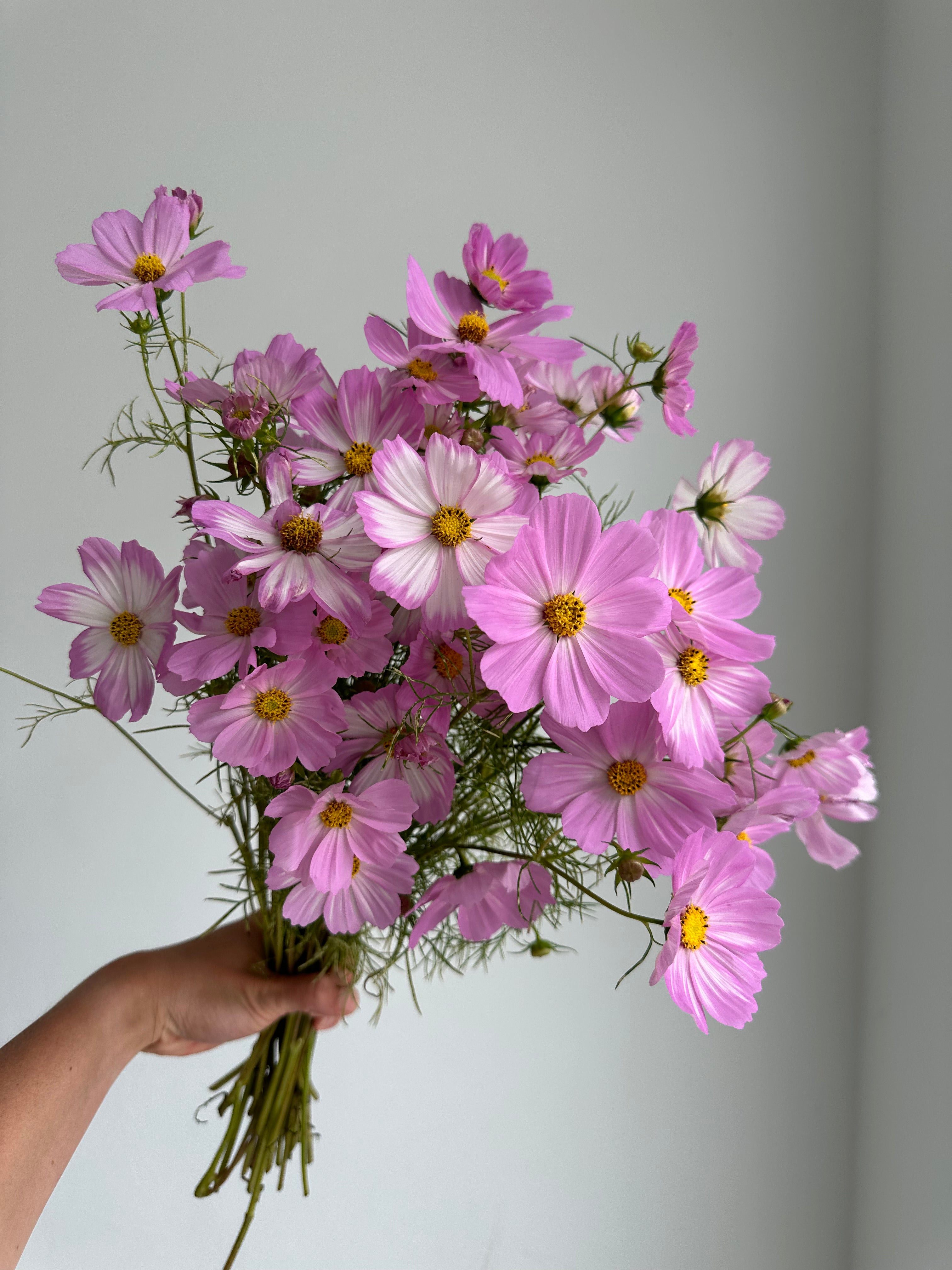 Cosmos Cosimo Pink-White