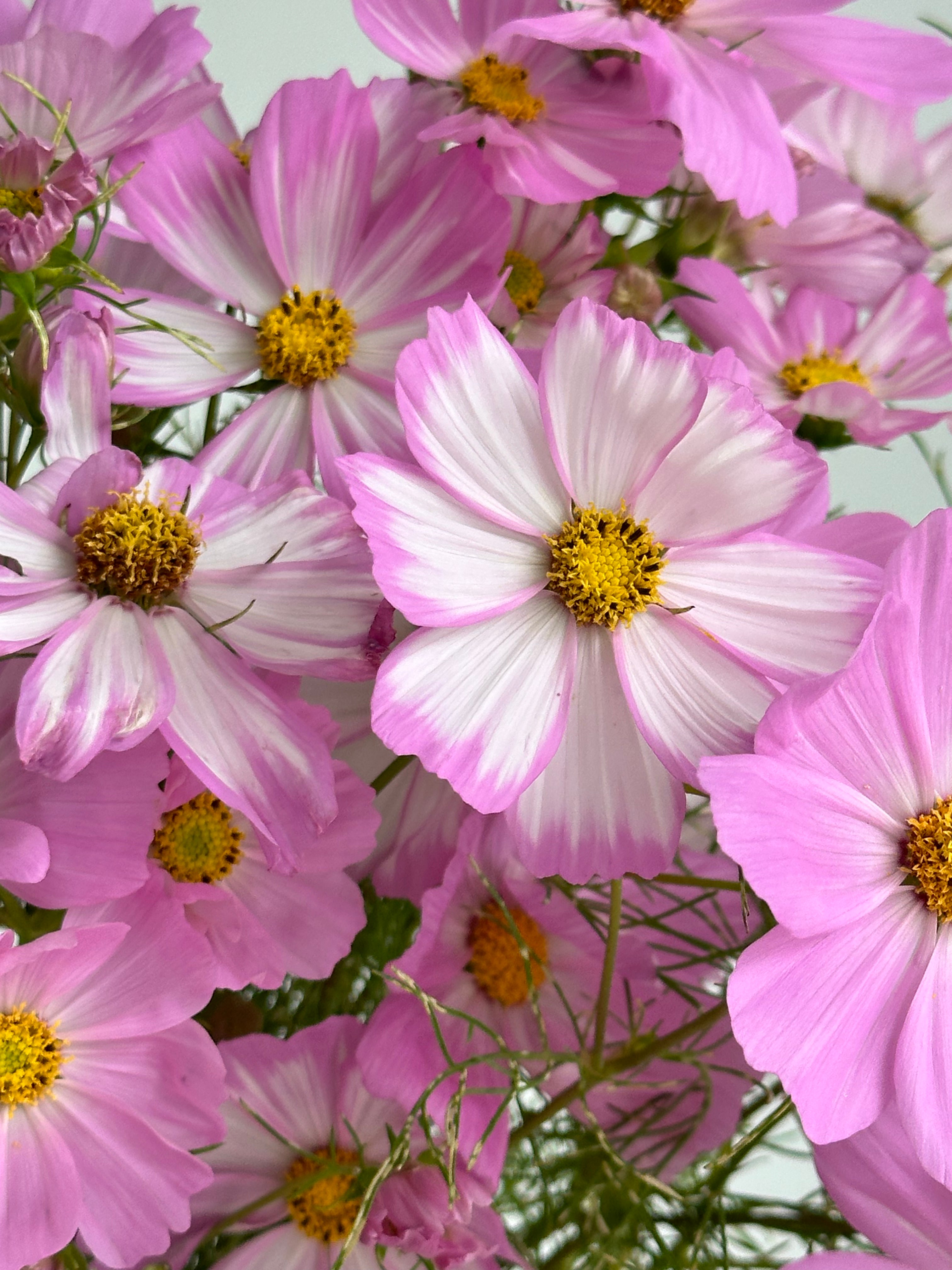 Cosmos Cosimo Pink-White