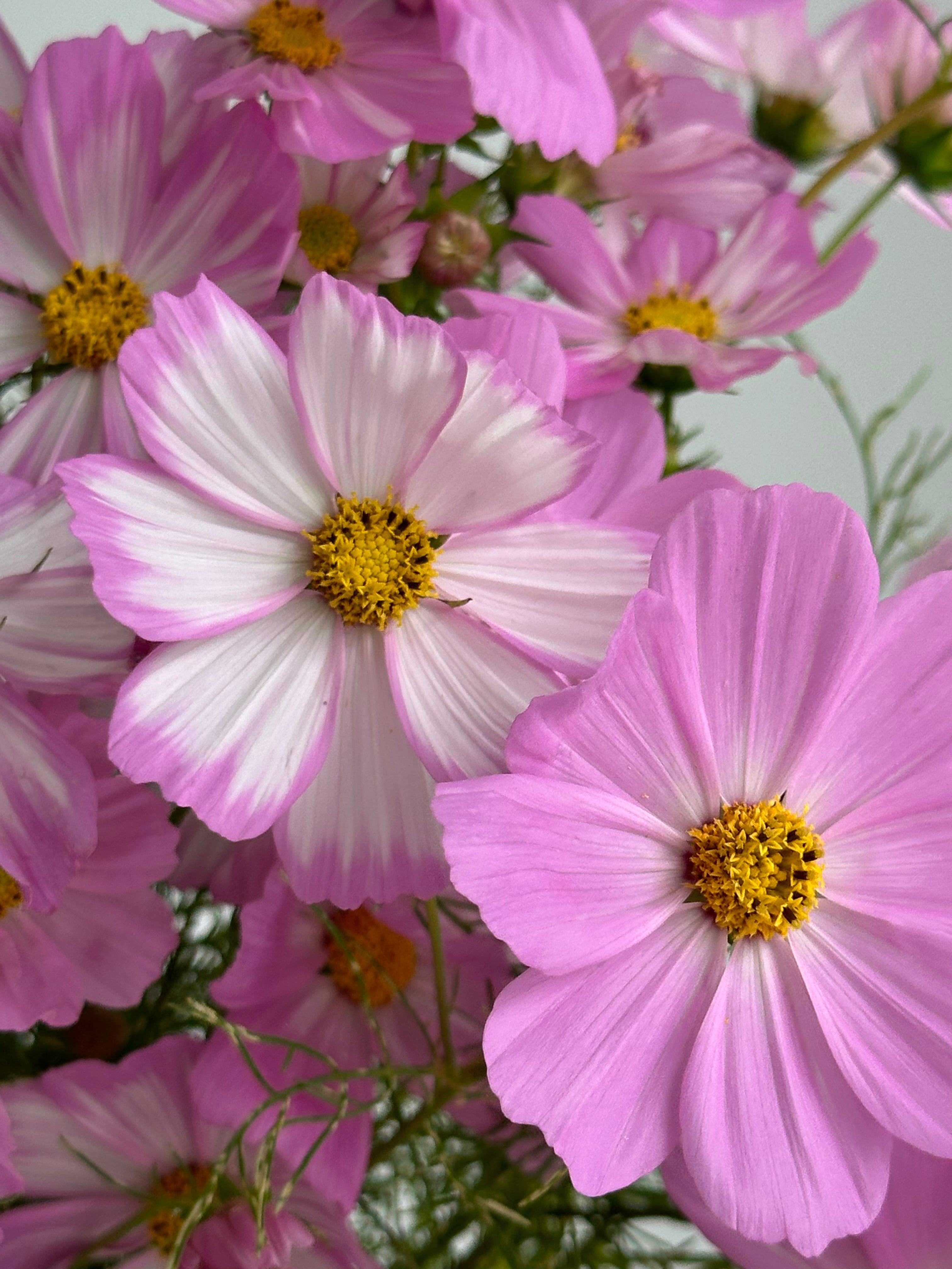 Cosmos Cosimo Pink-White