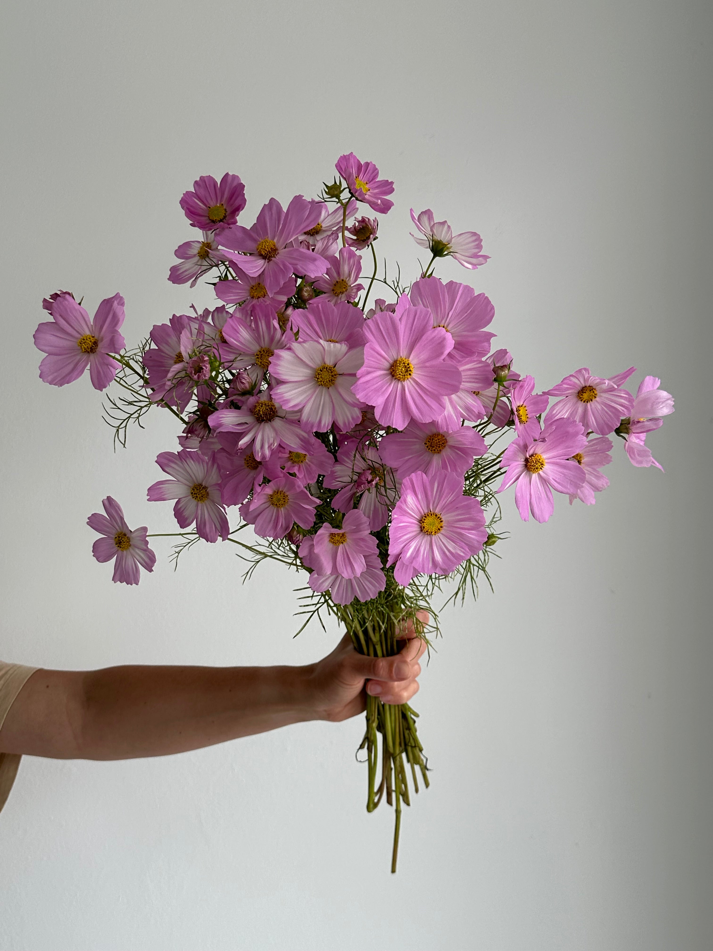 Cosmos Cosimo Pink-White