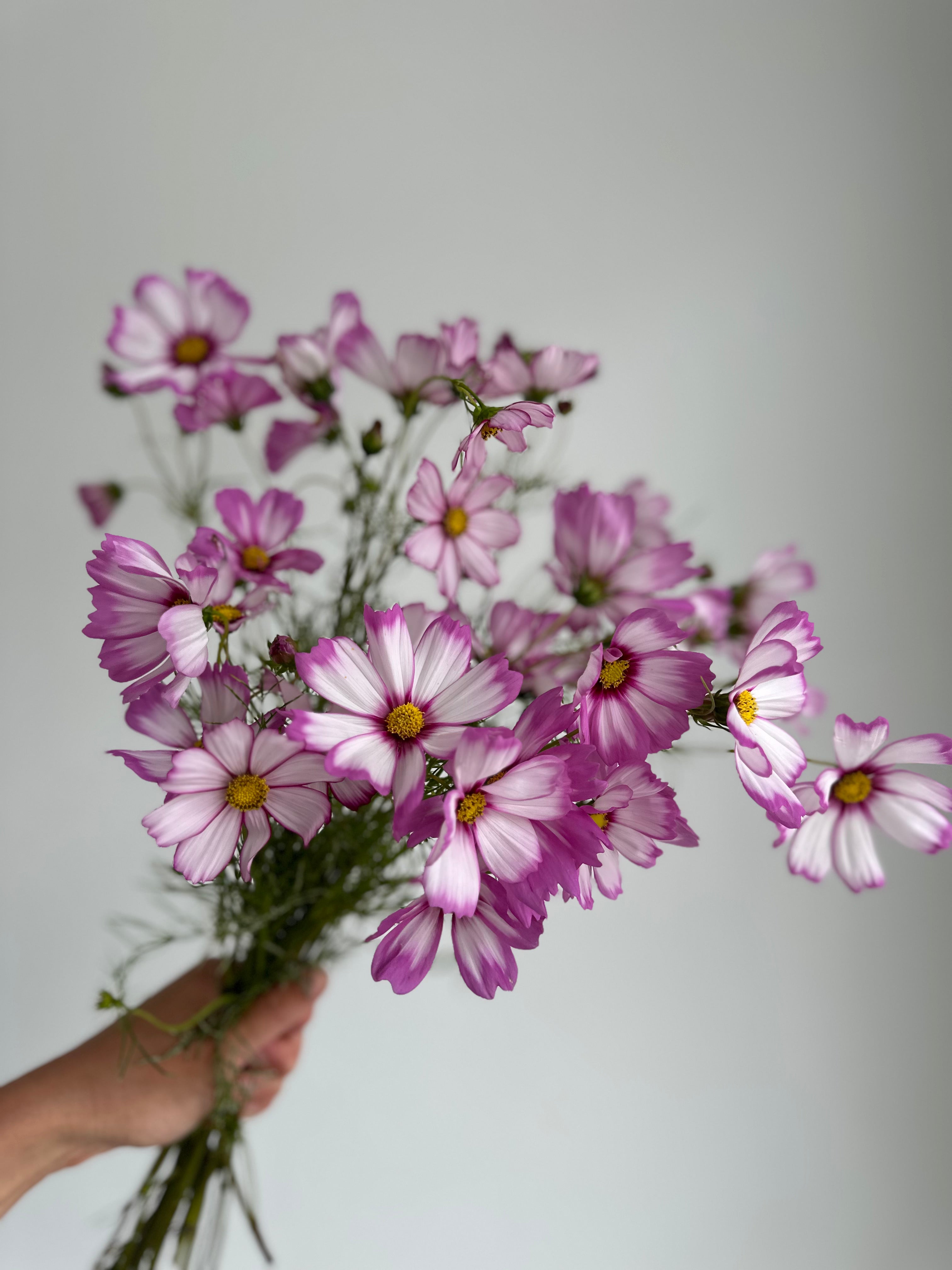 Cosmos Capriola