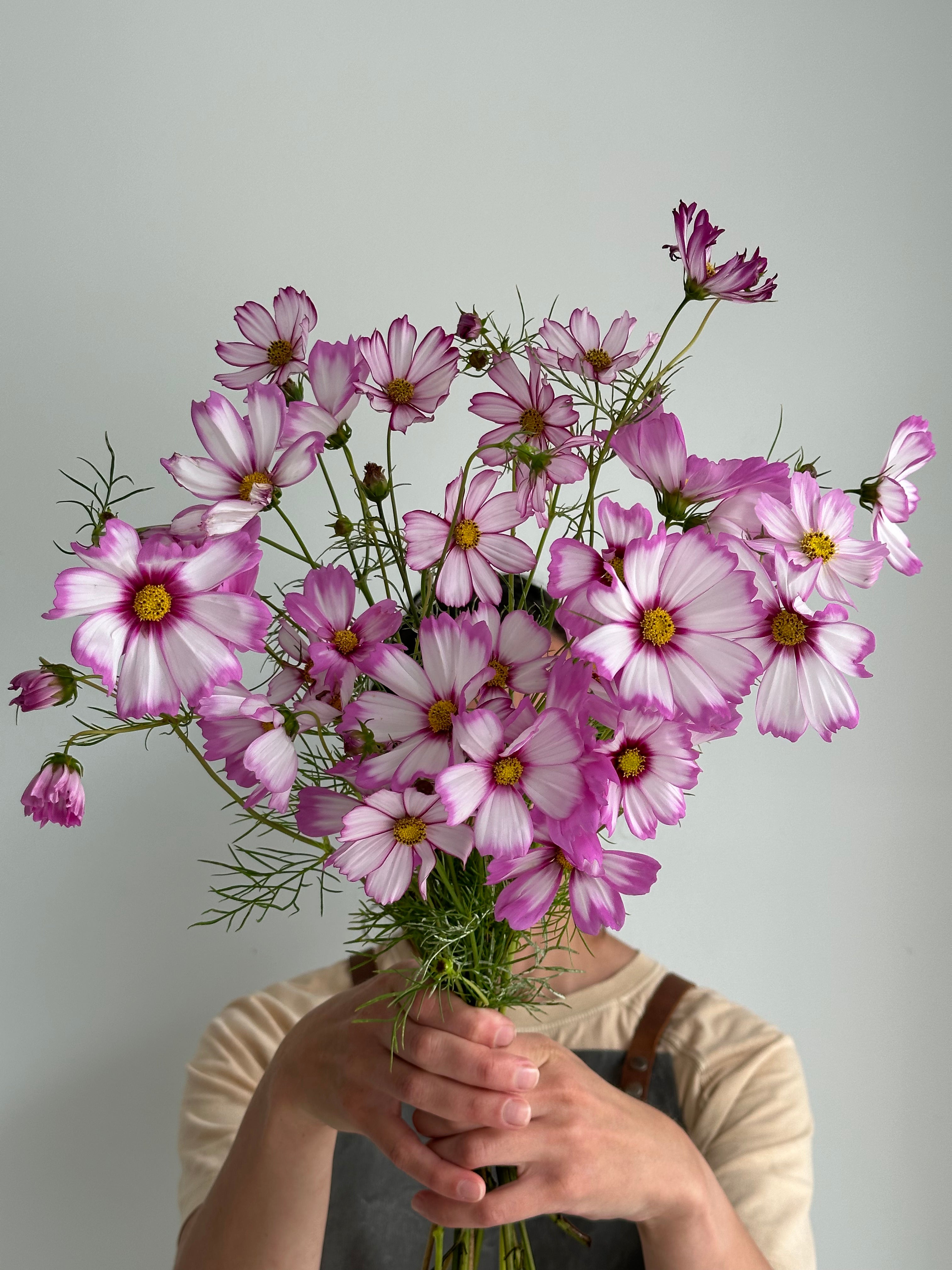 Cosmos Capriola