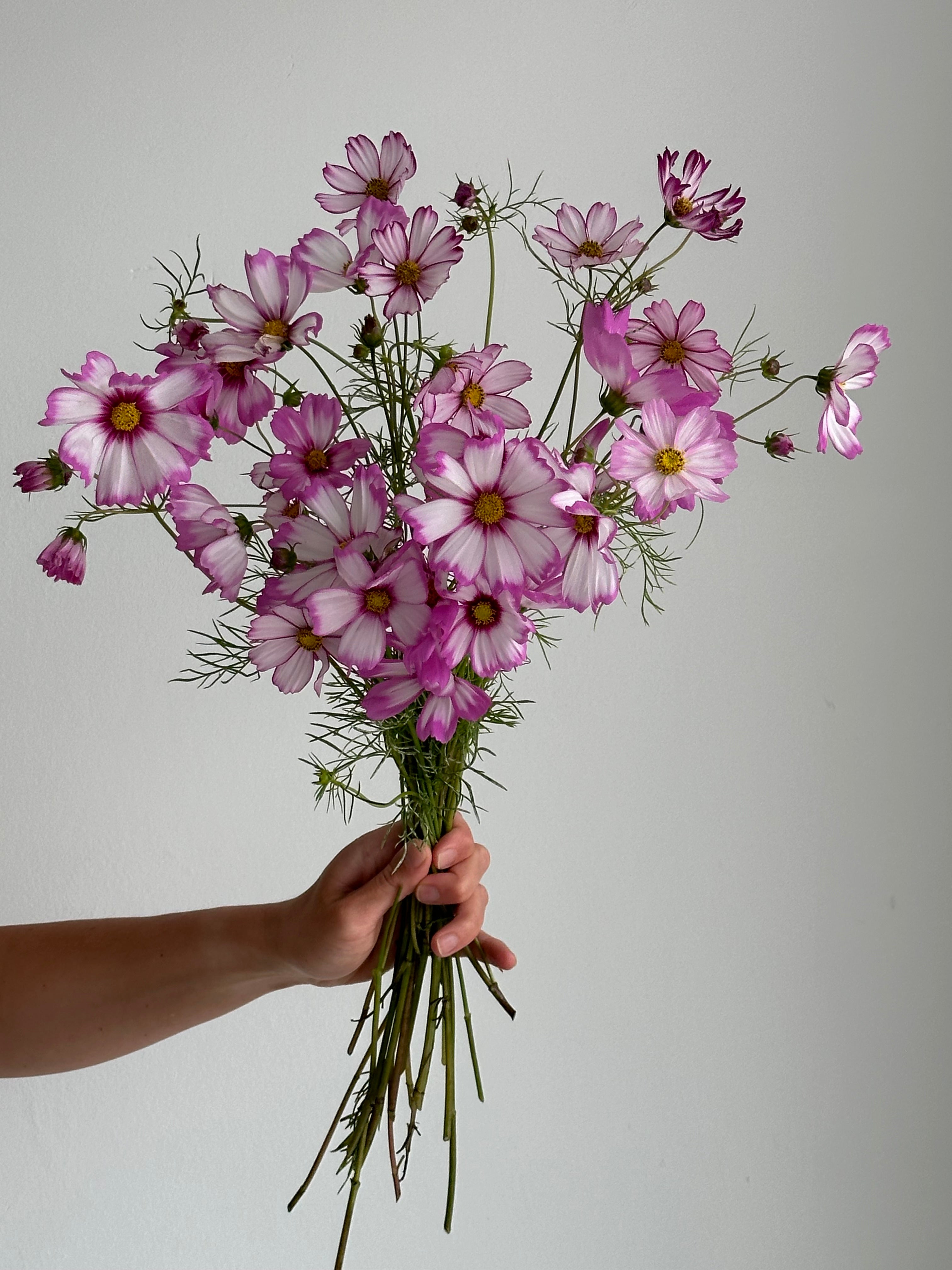 Cosmos Capriola