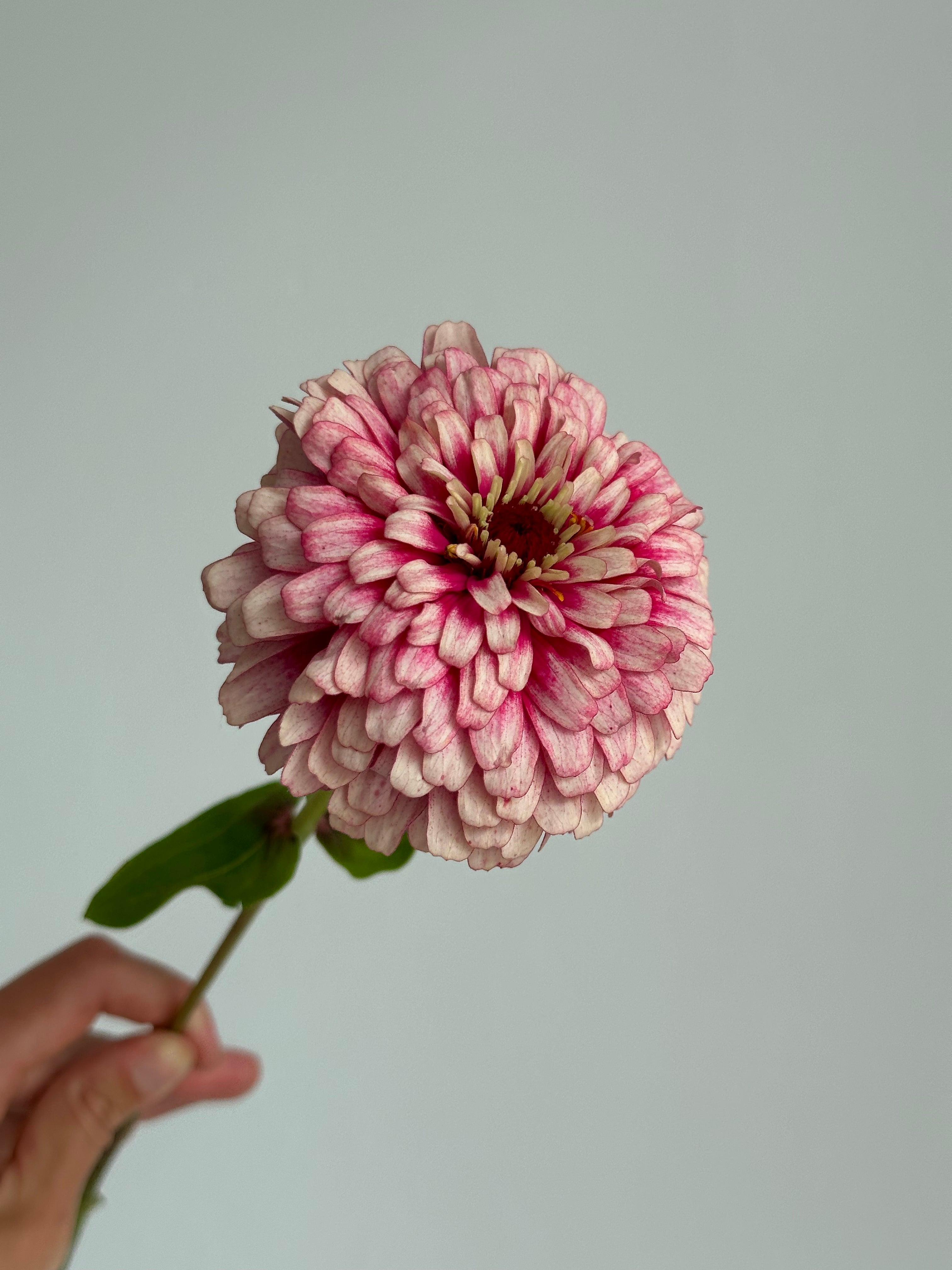 Zinnia Mazurkia